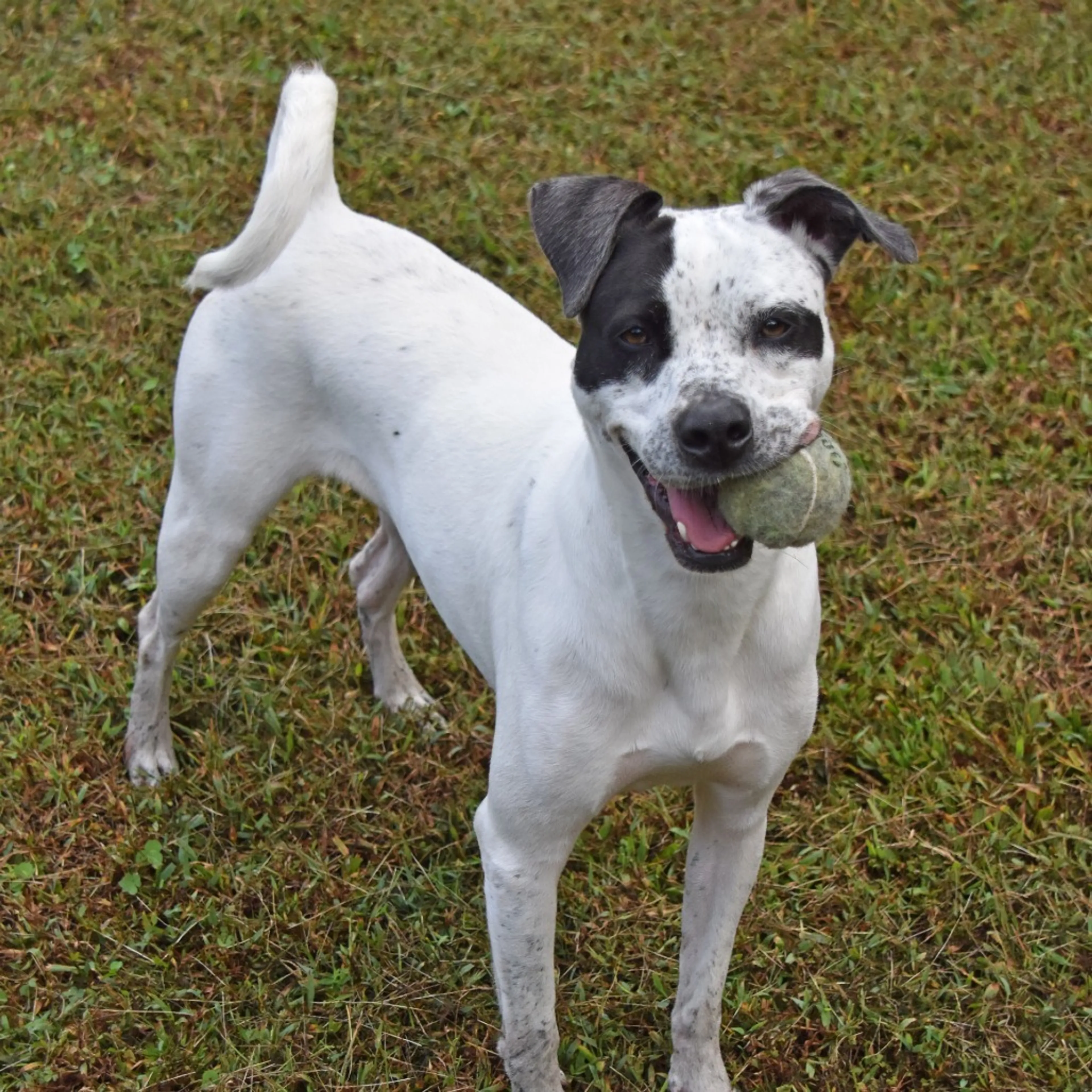 Found pet-11