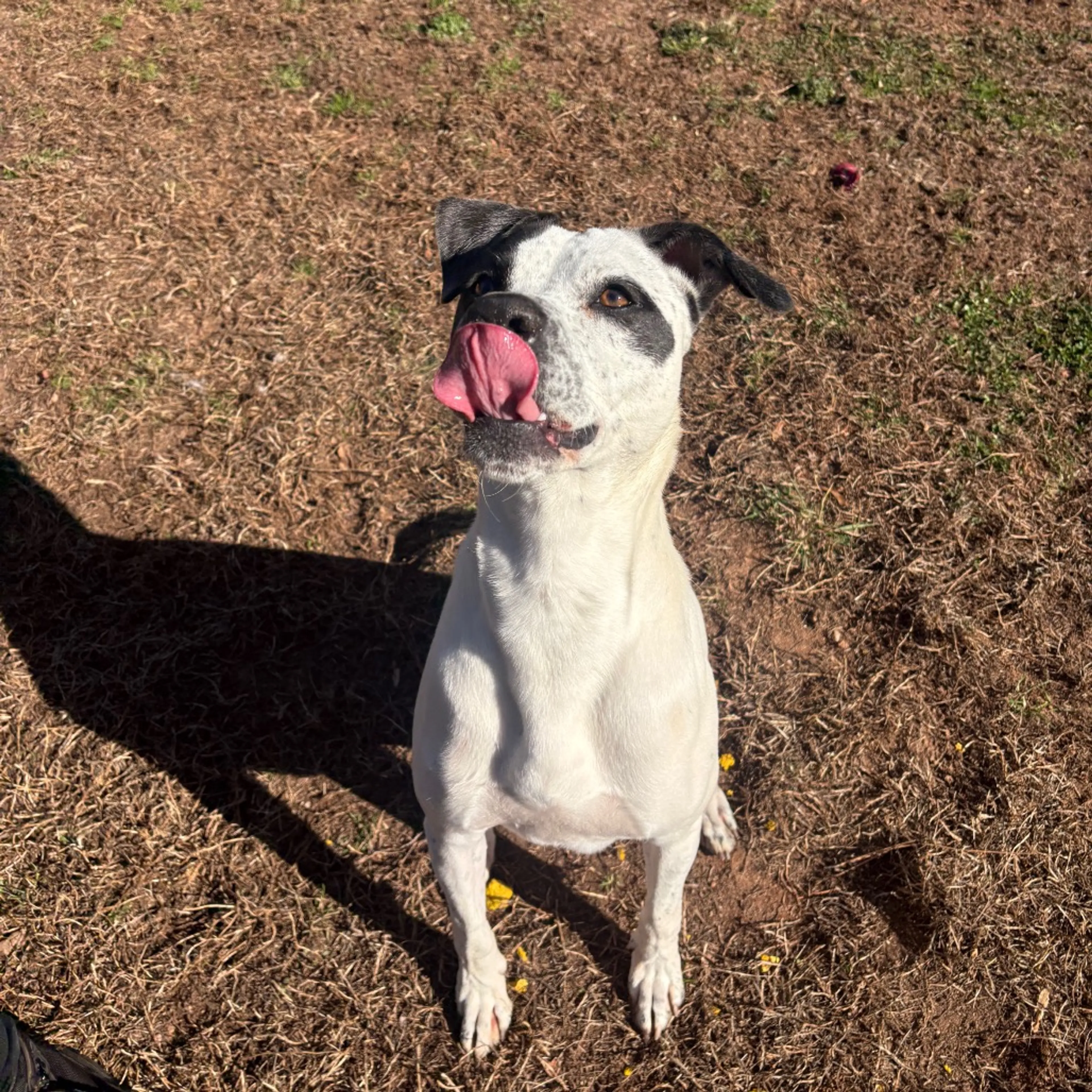 Found pet-12