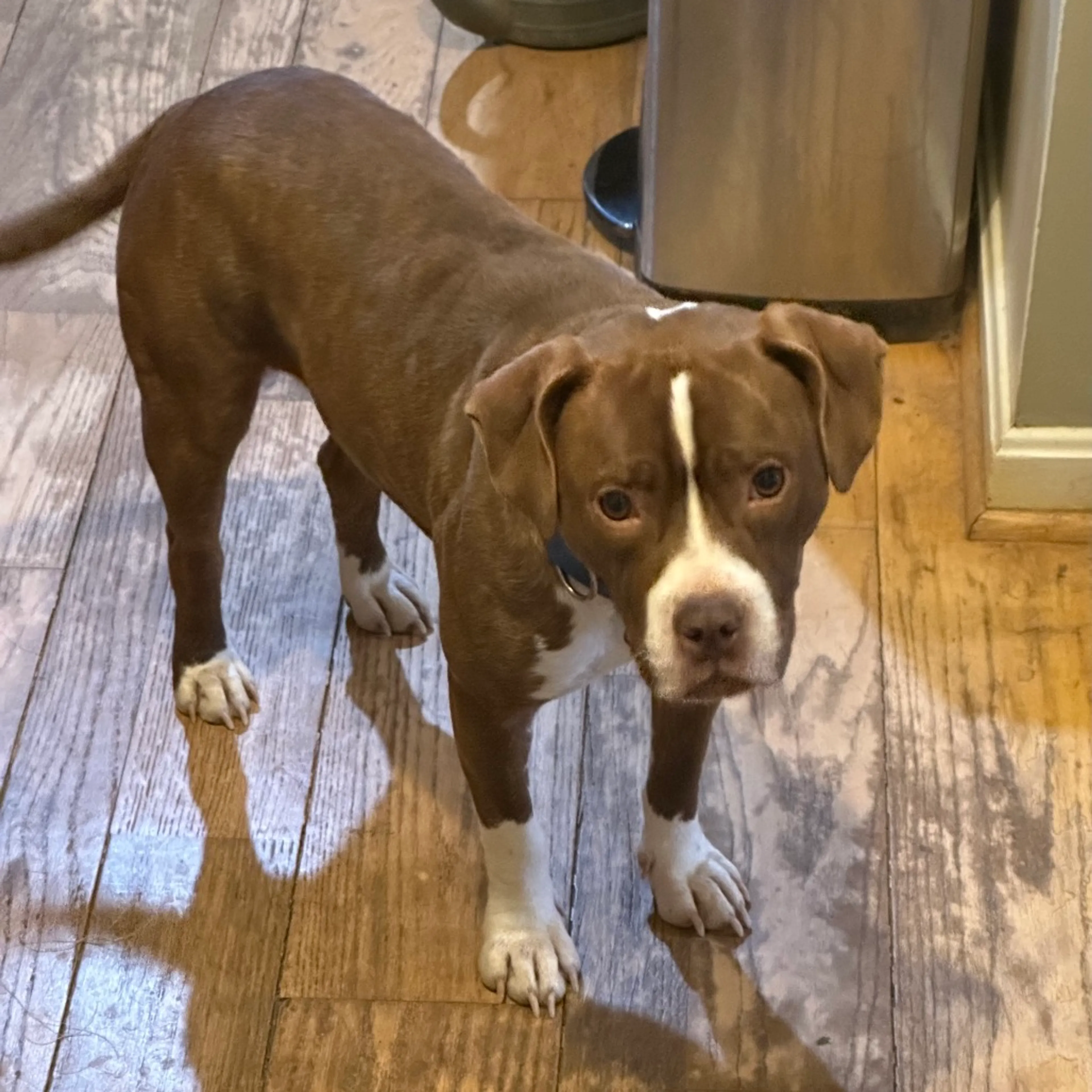 Found pet-4