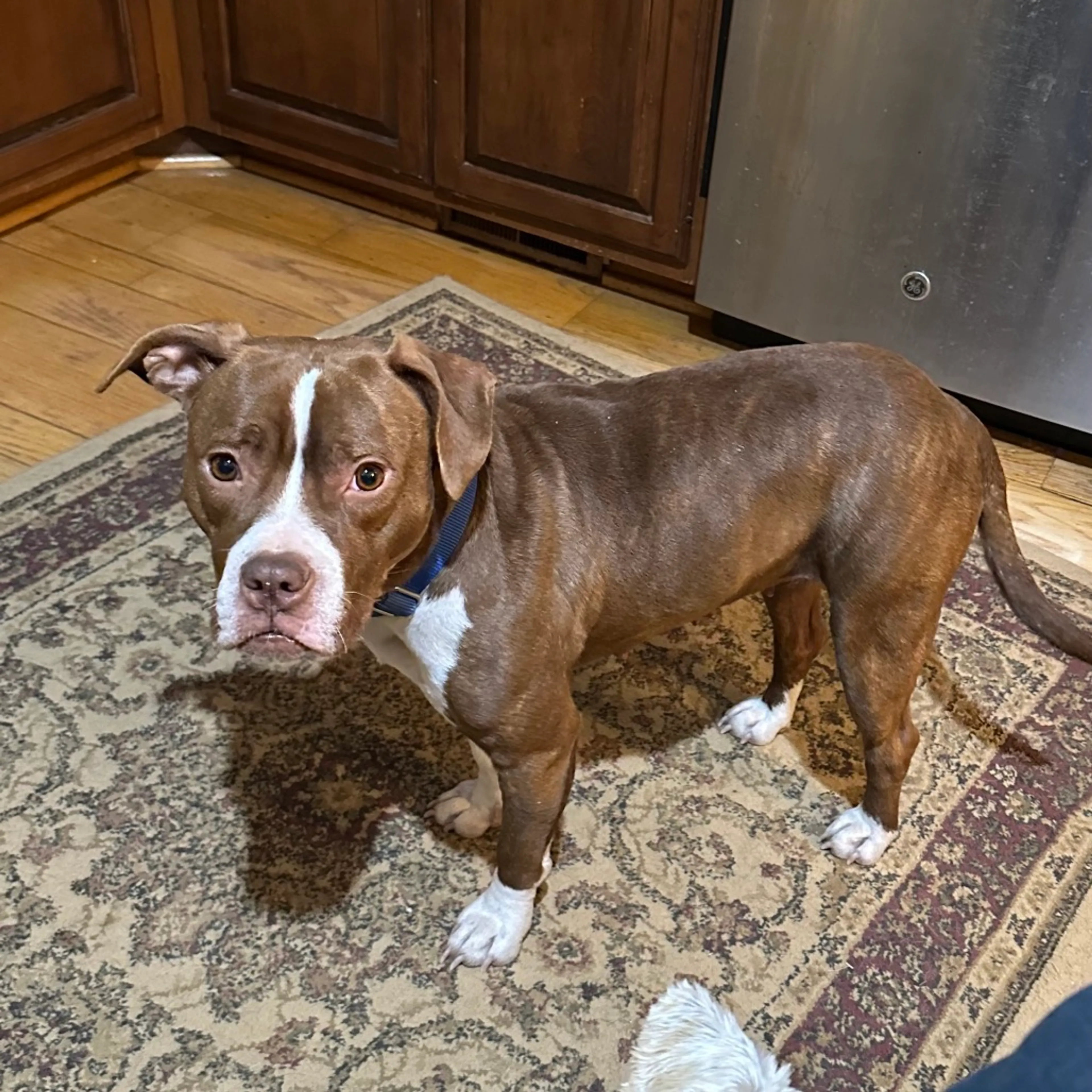 Found pet-5