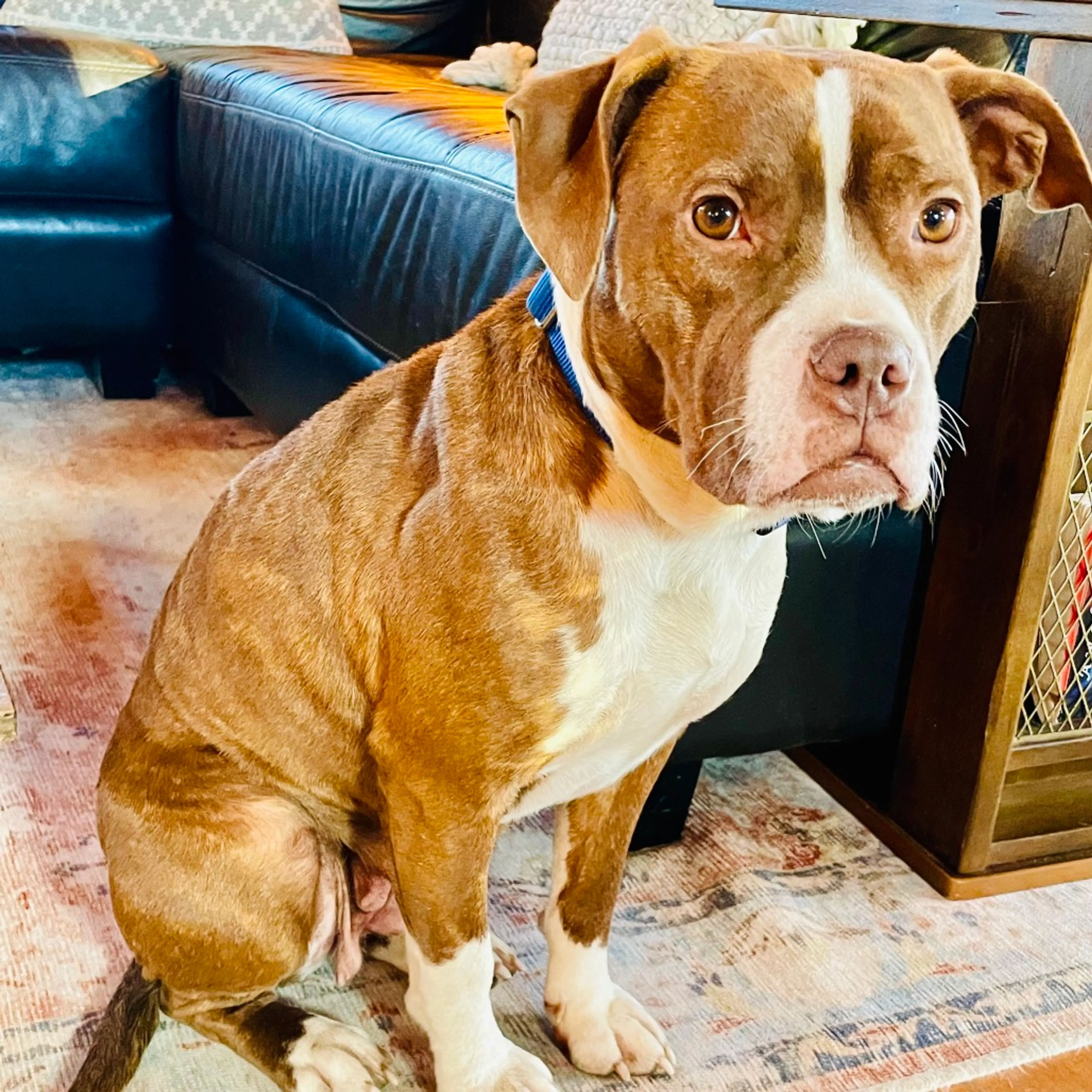 Found pet-2