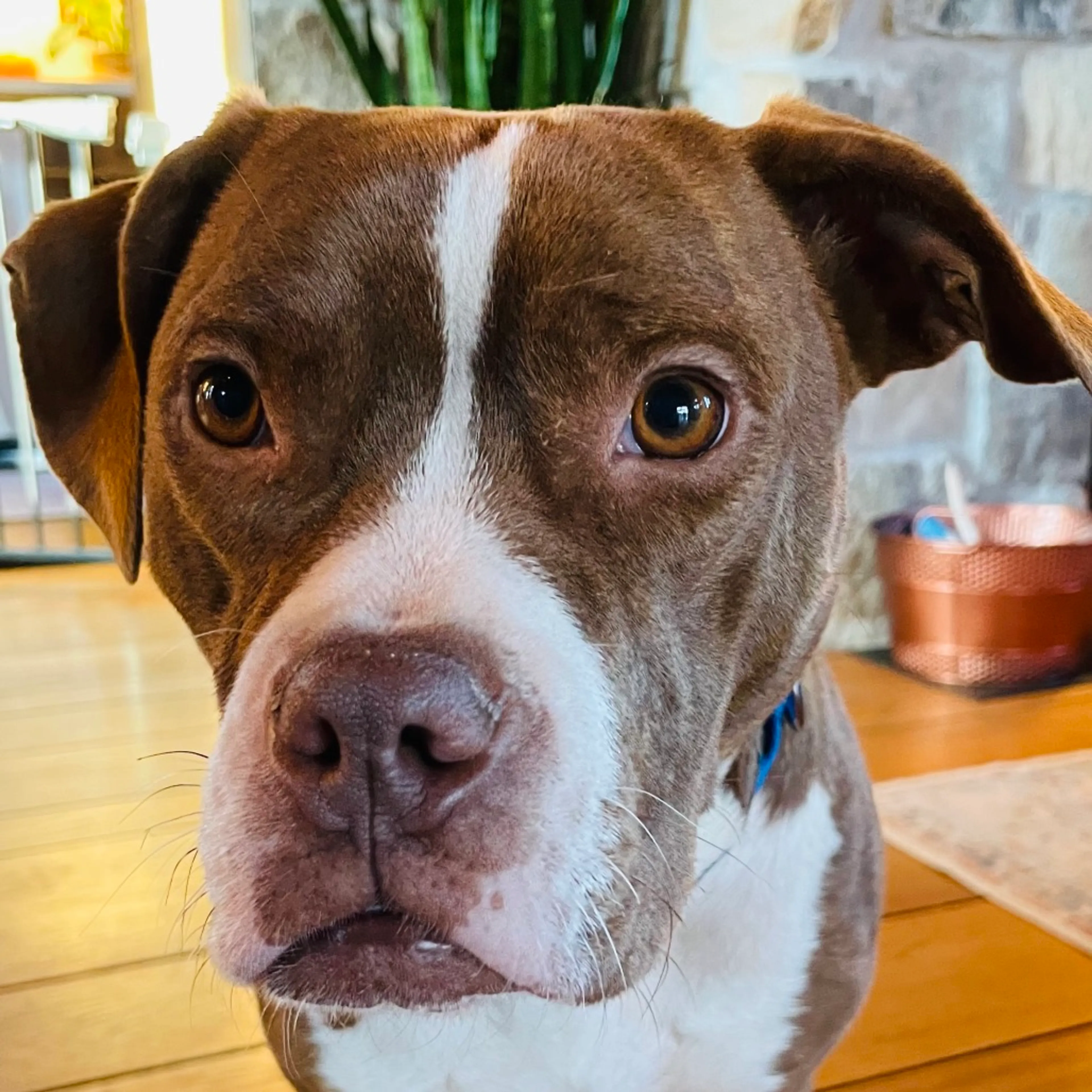 Found pet-1