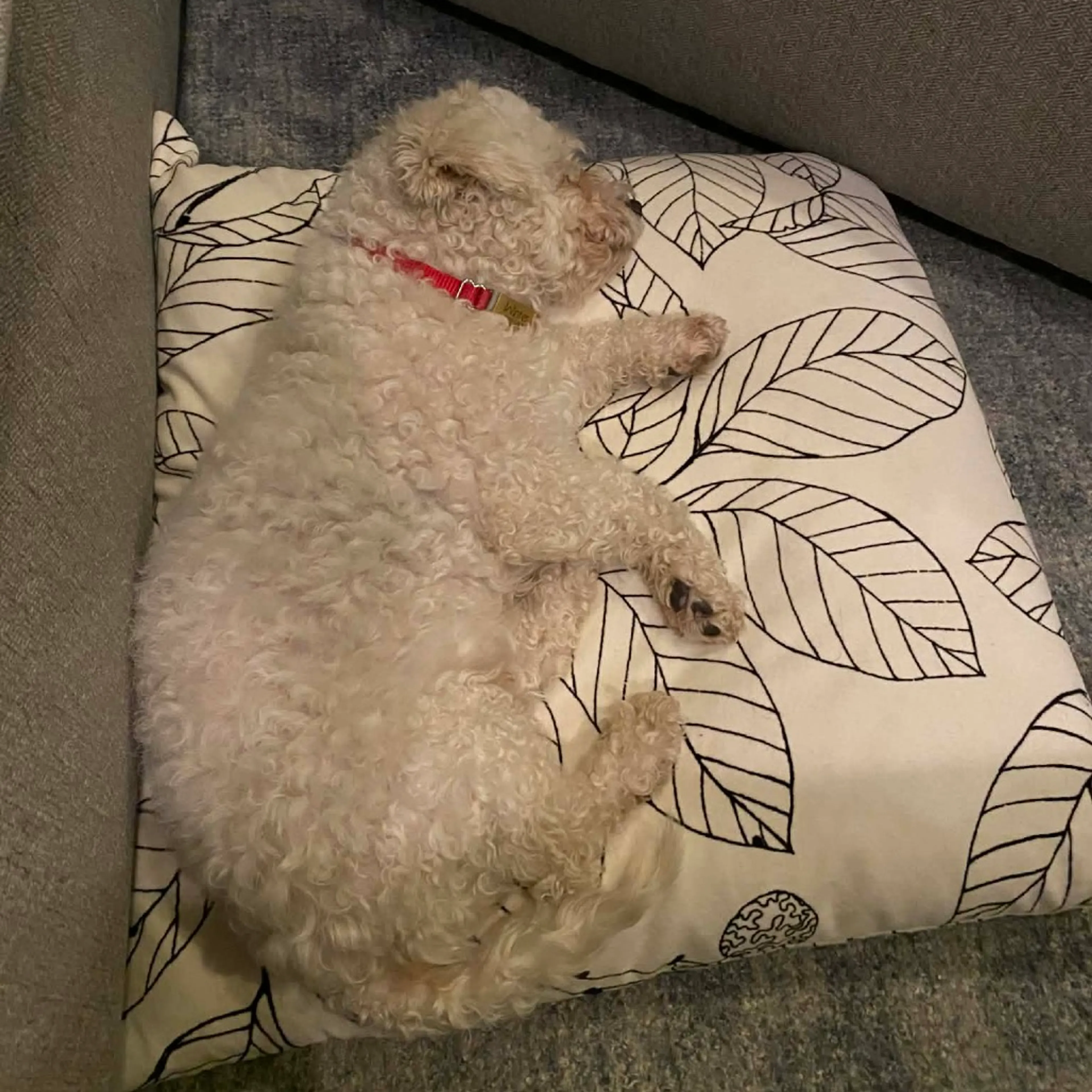 Found pet-4