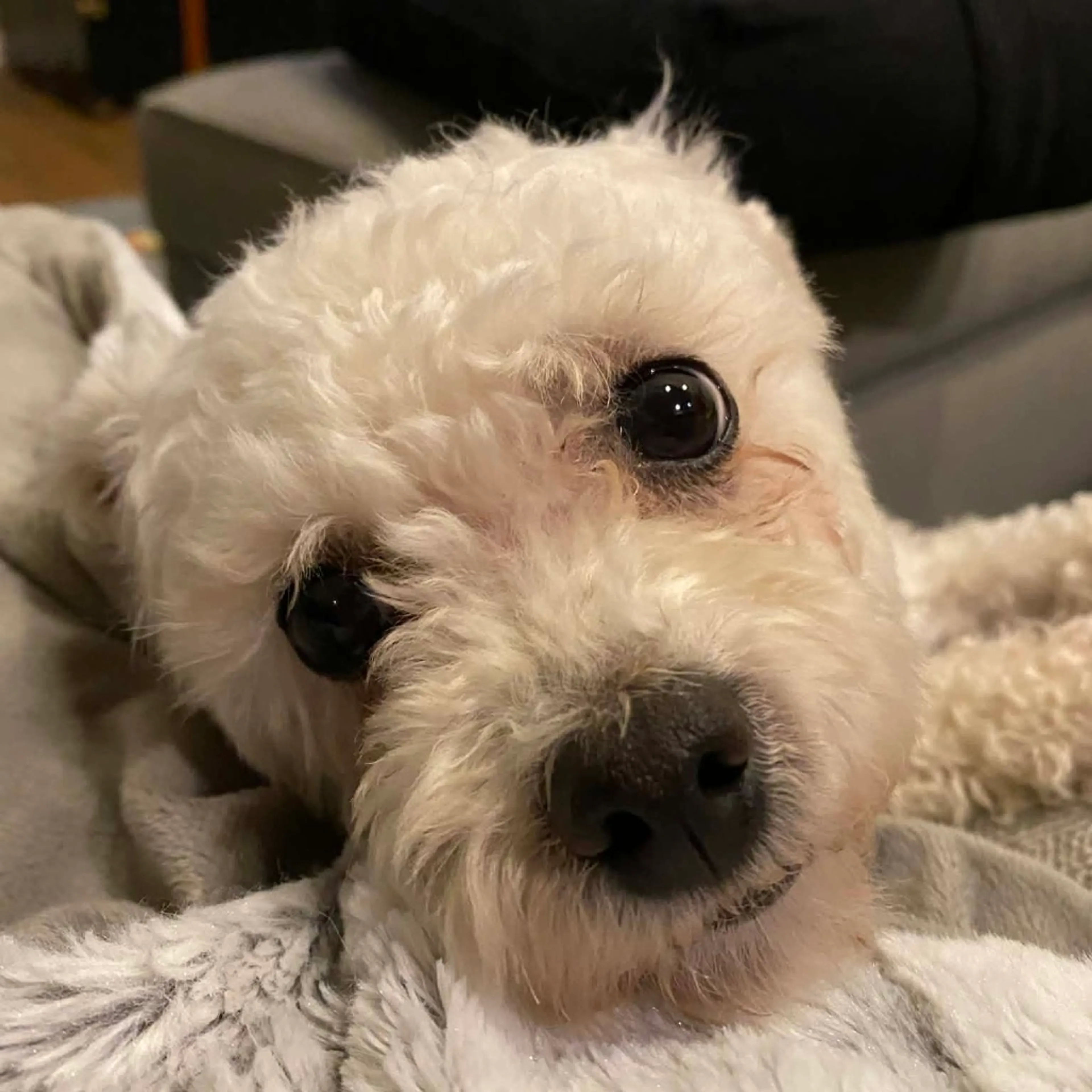 Found pet-5