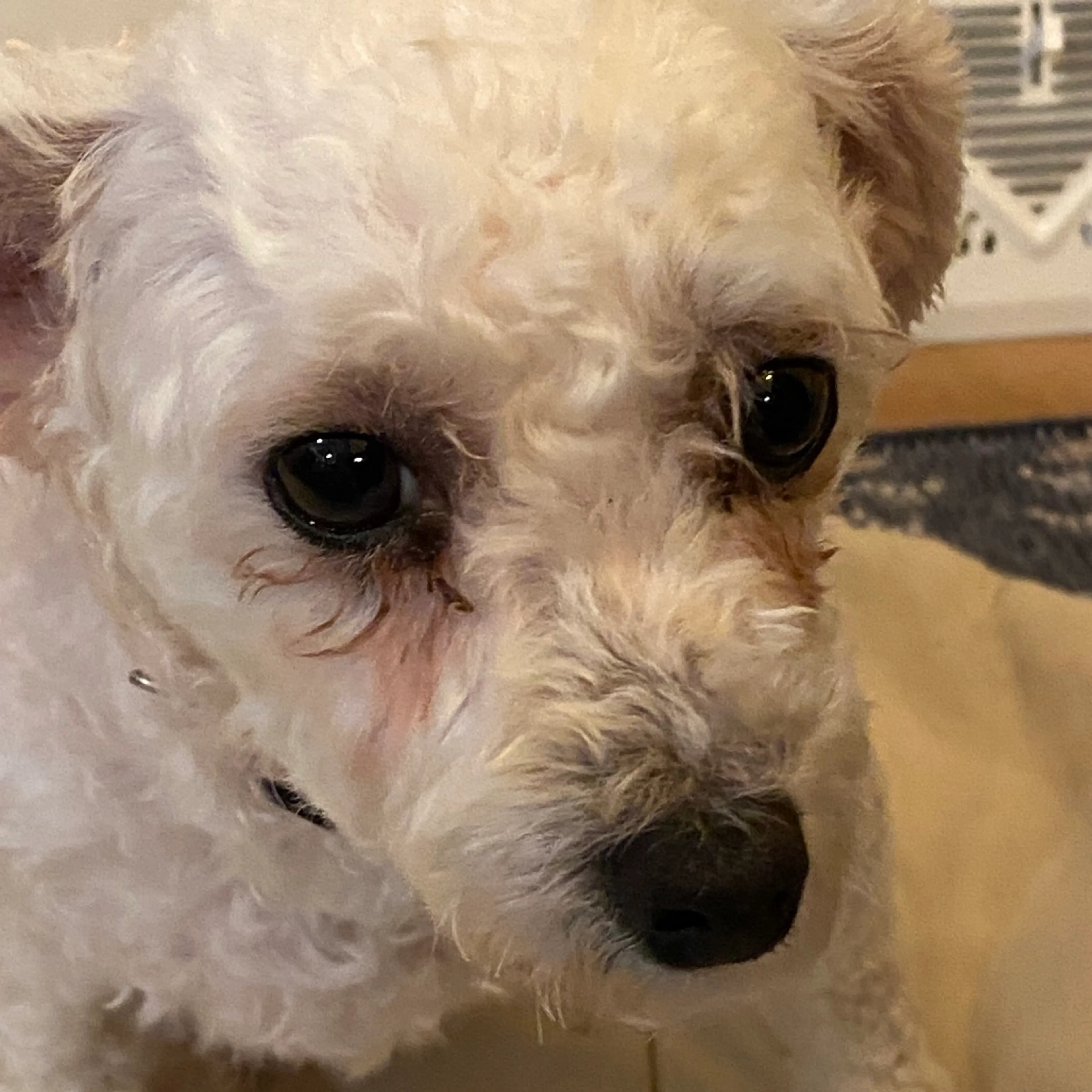 Found pet-1