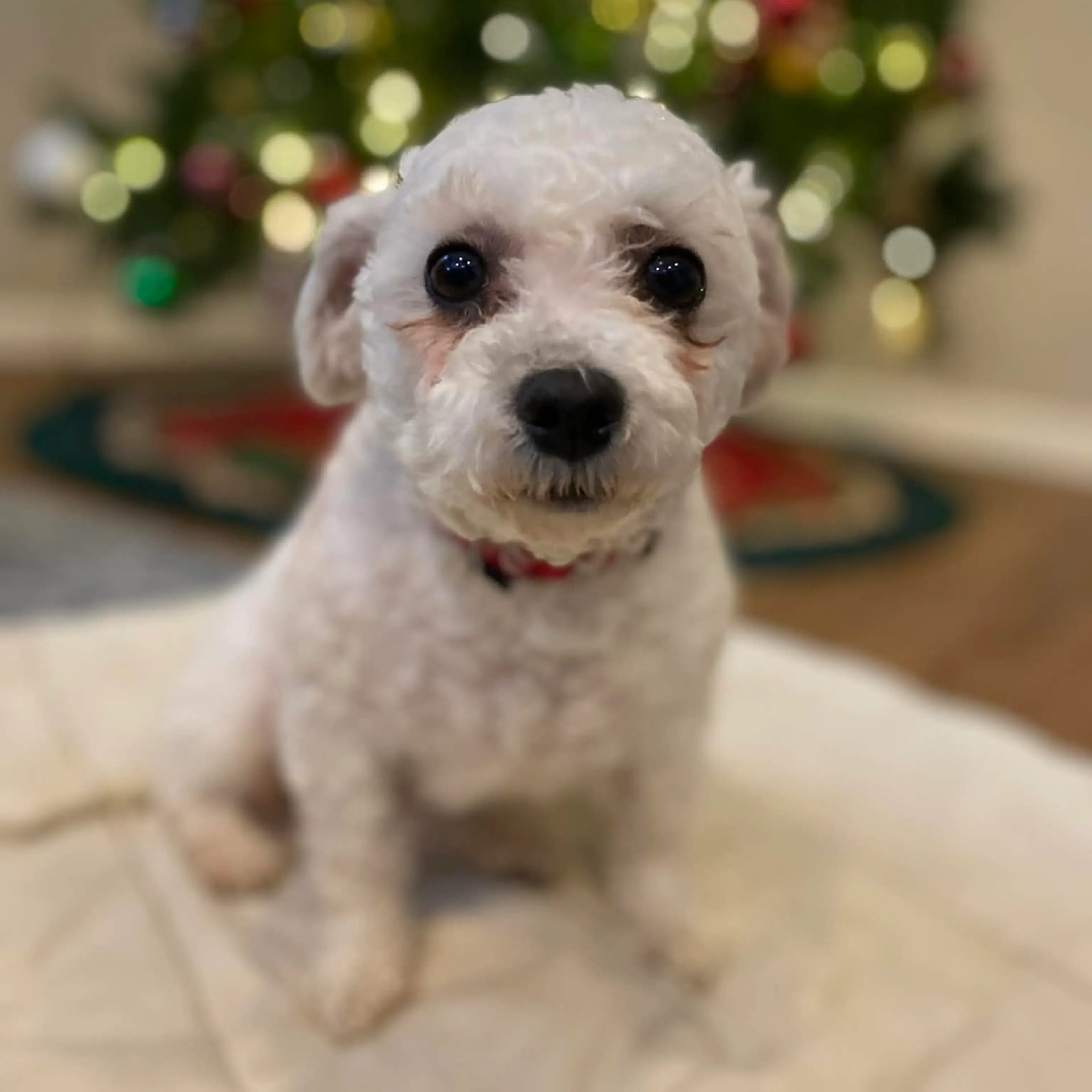 Found pet-0