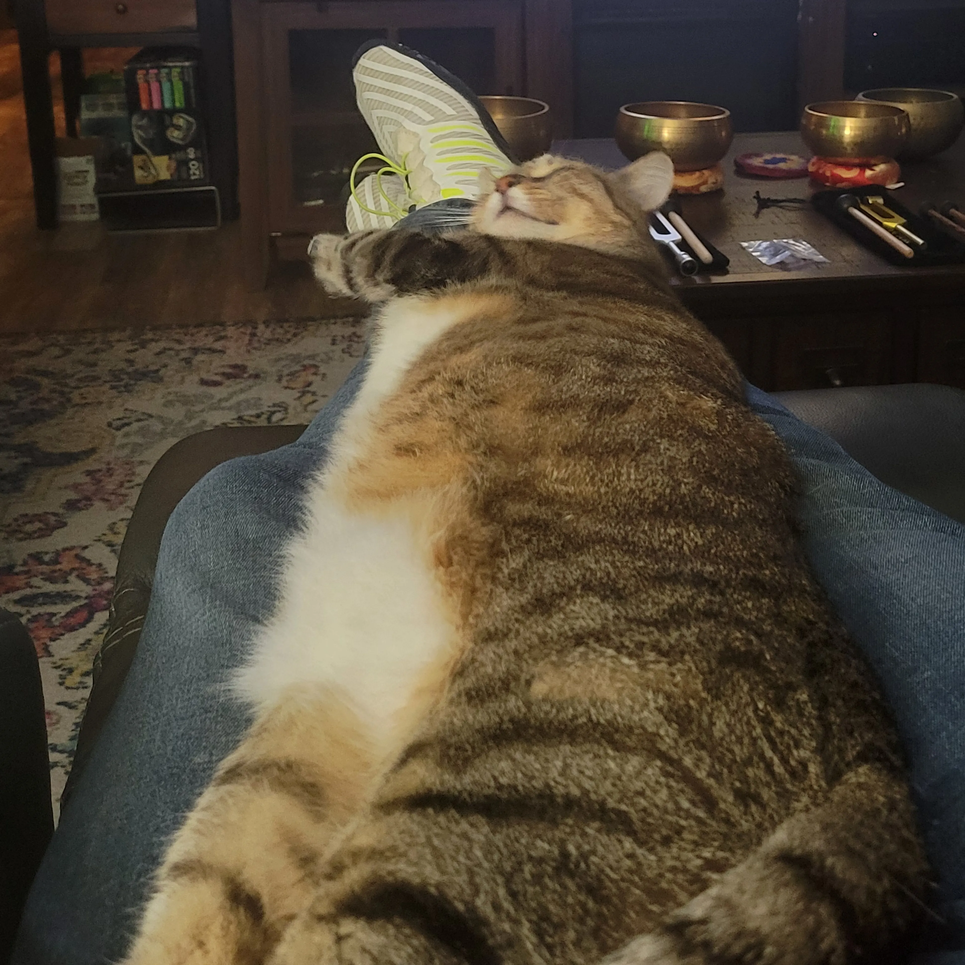 Lost pet-3