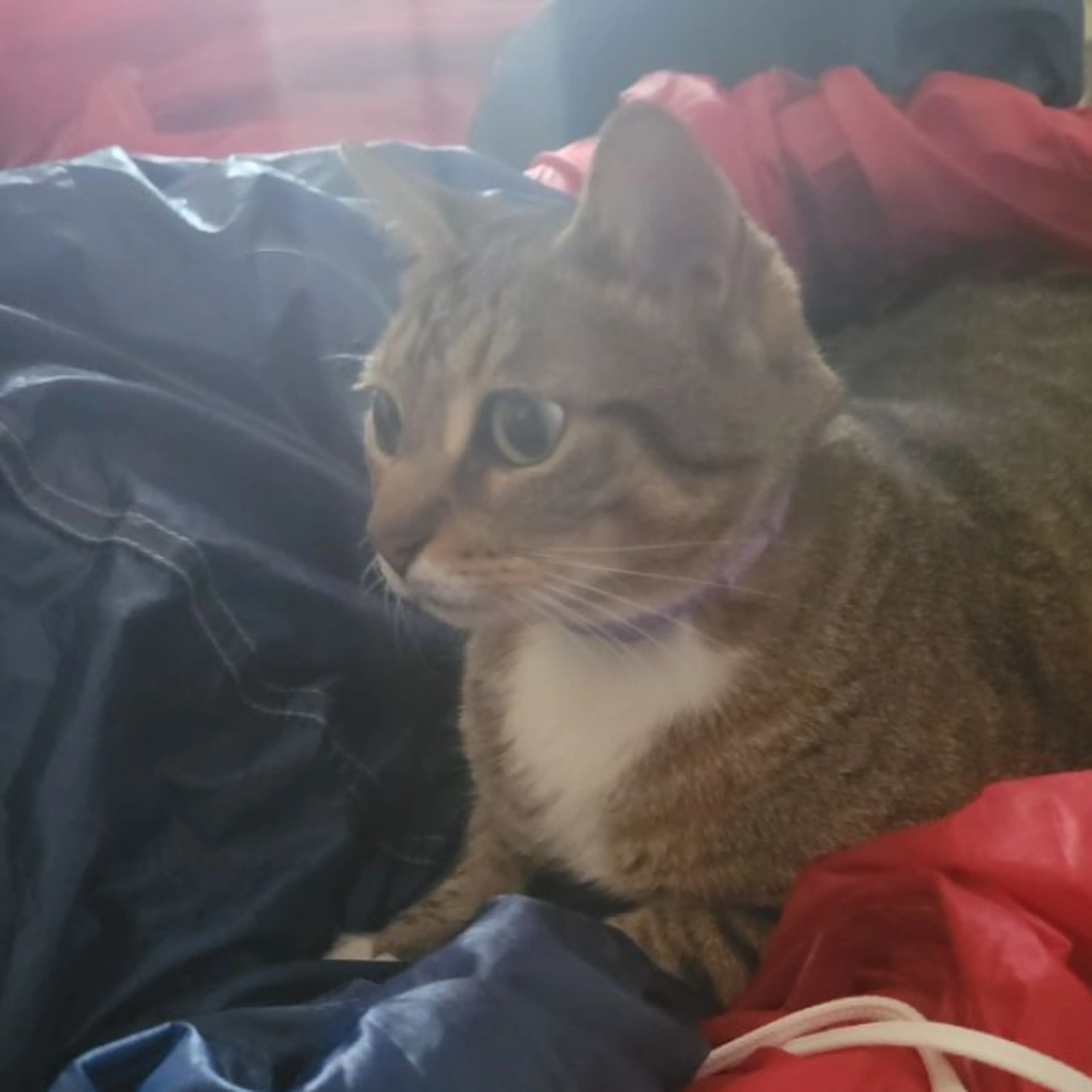 Lost pet-0