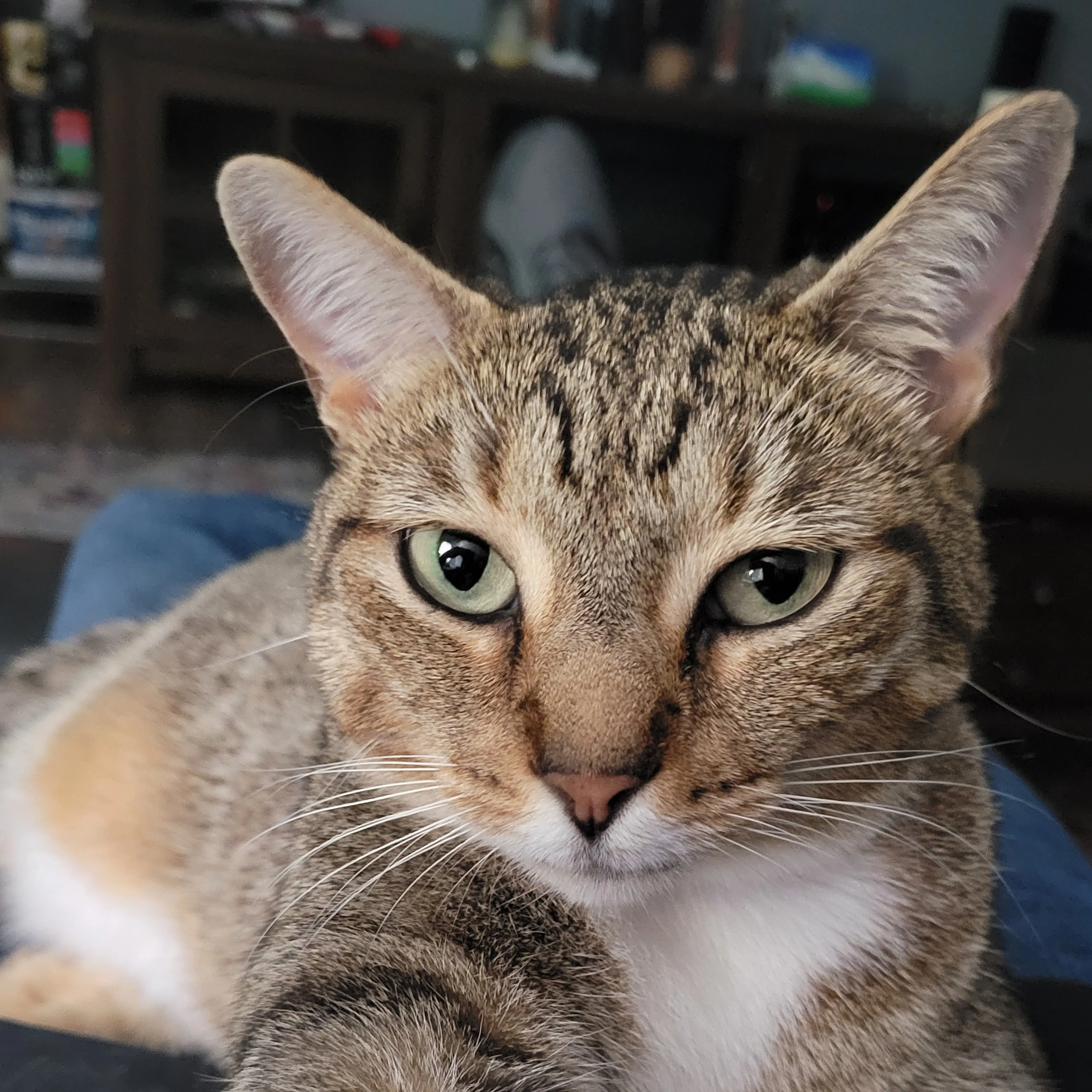 Lost pet-2