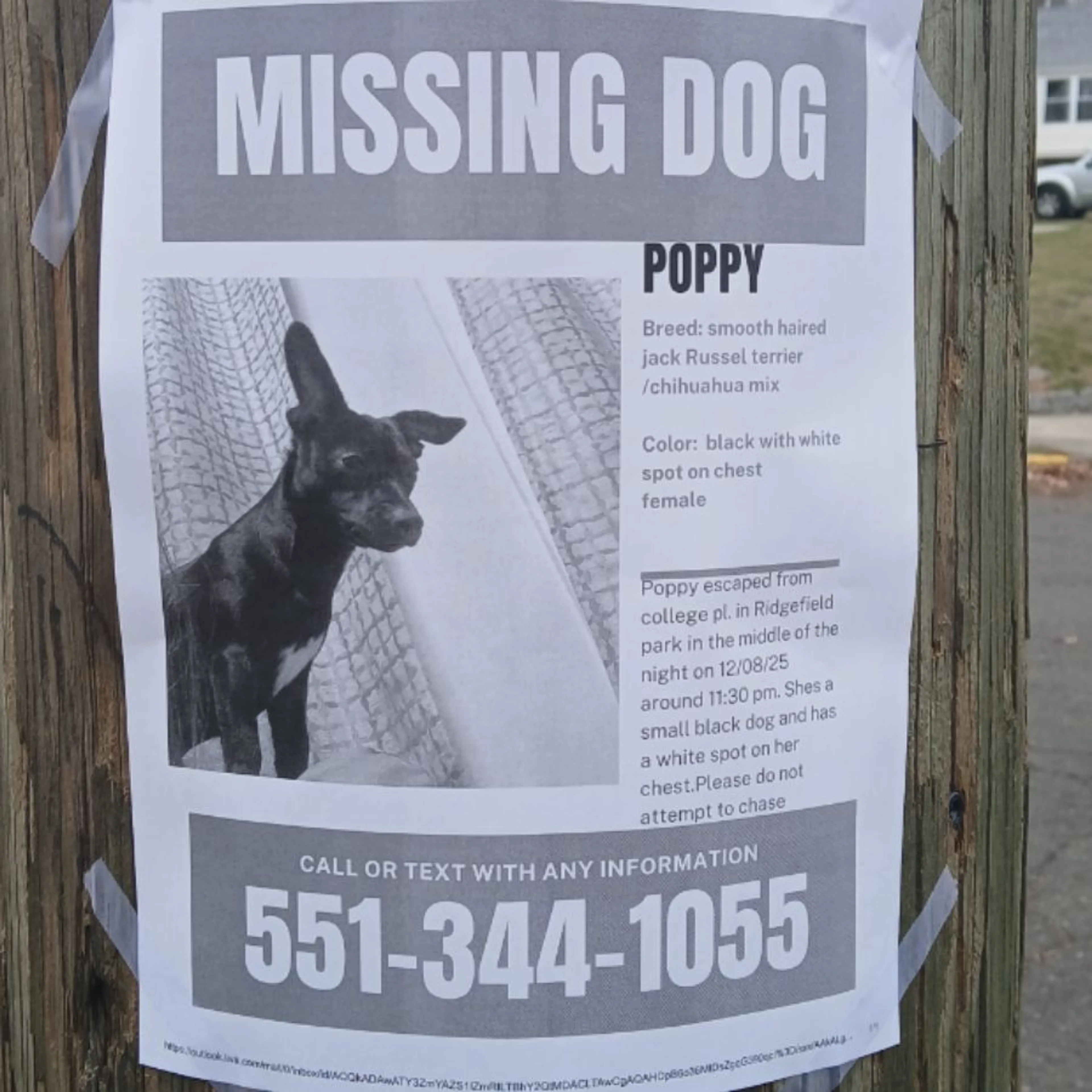 Lost pet