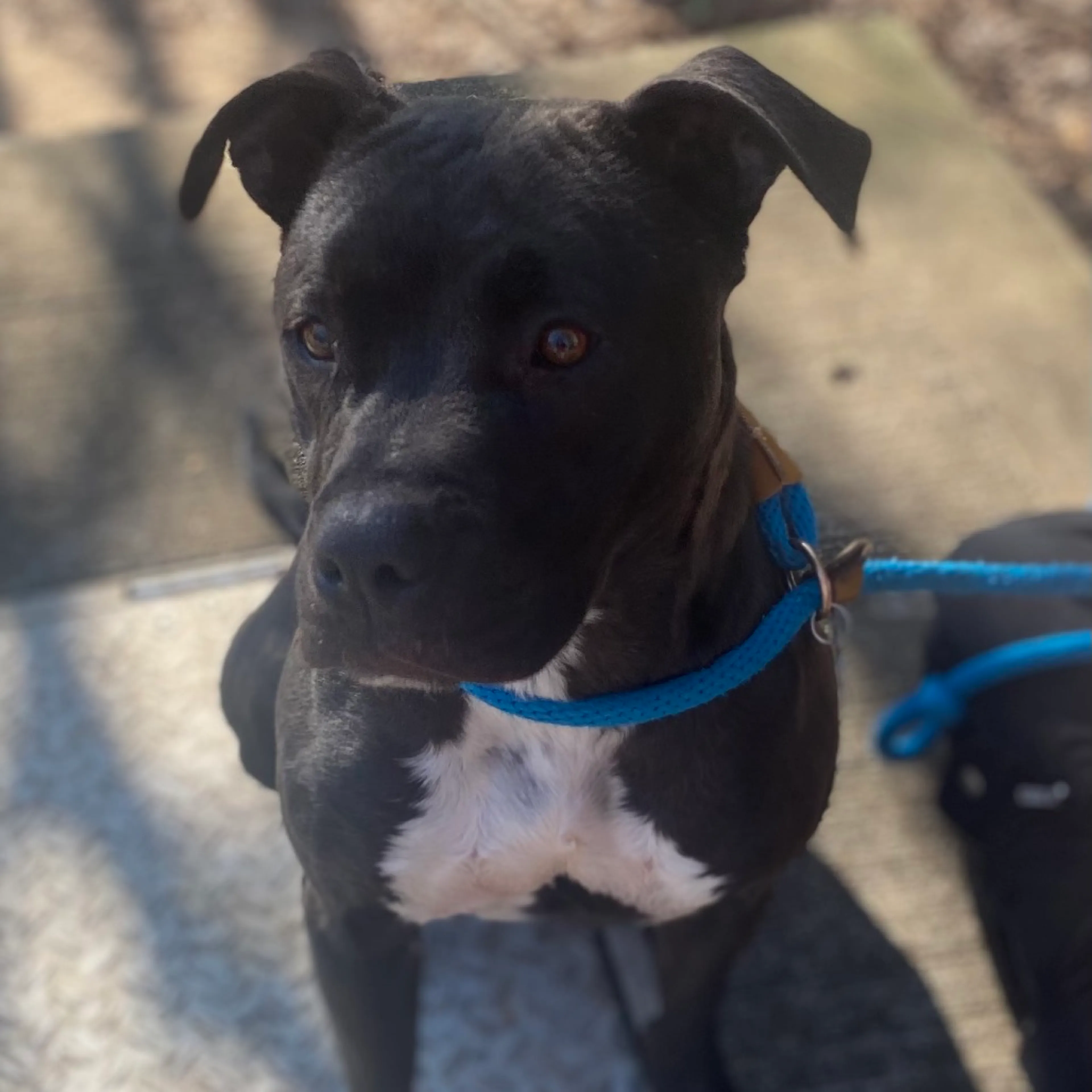 Found pet-4