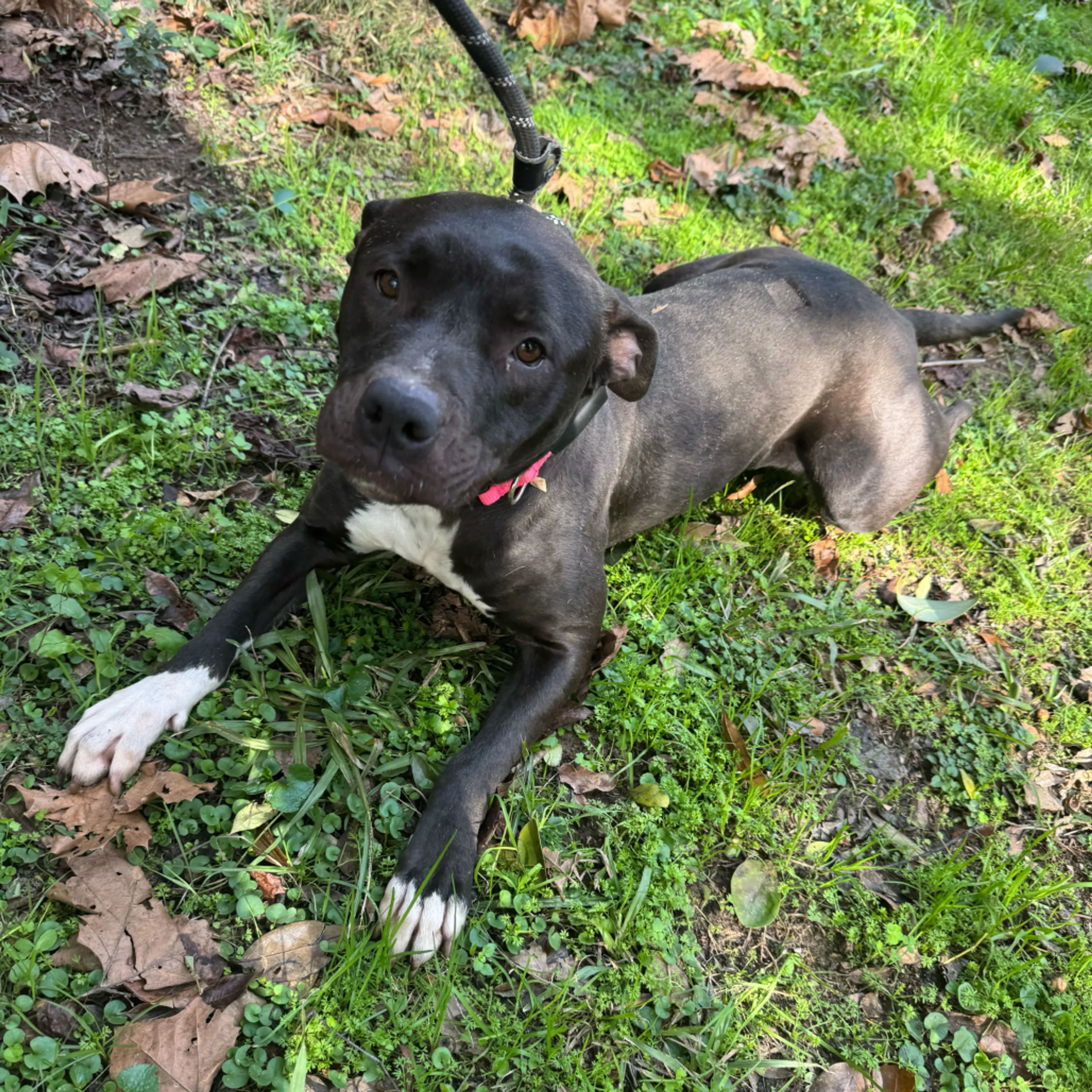 Found pet-11