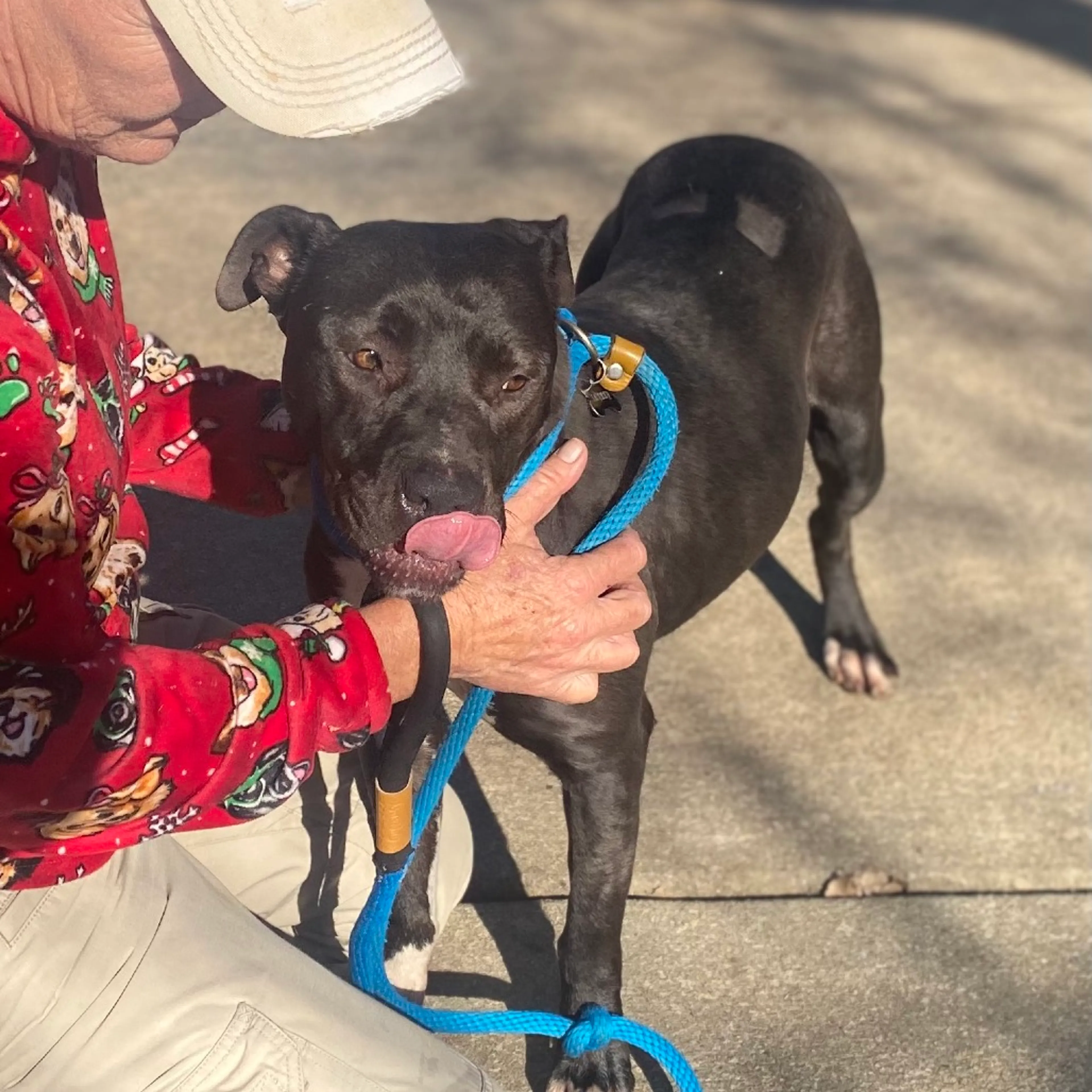 Found pet-6