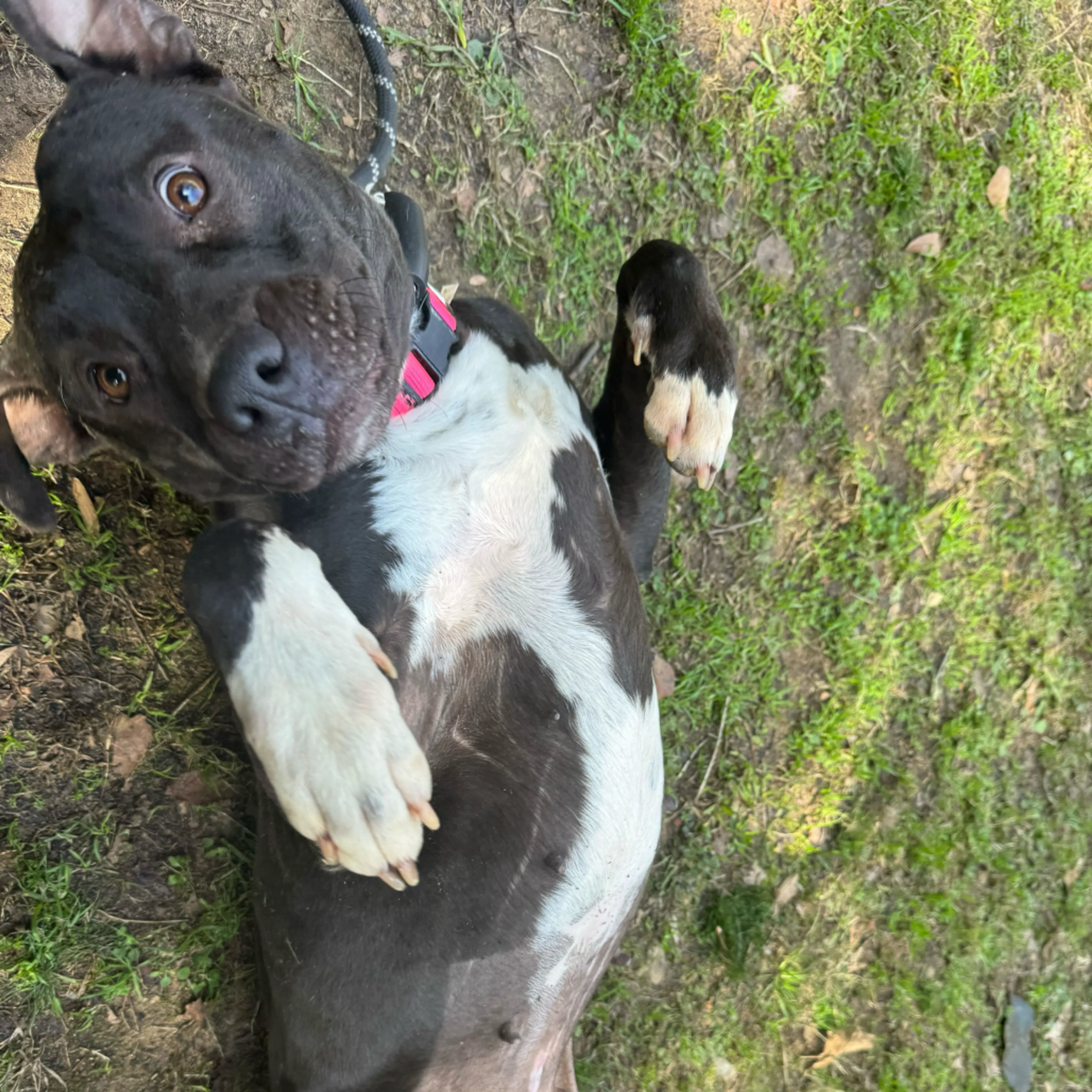 Found pet-10