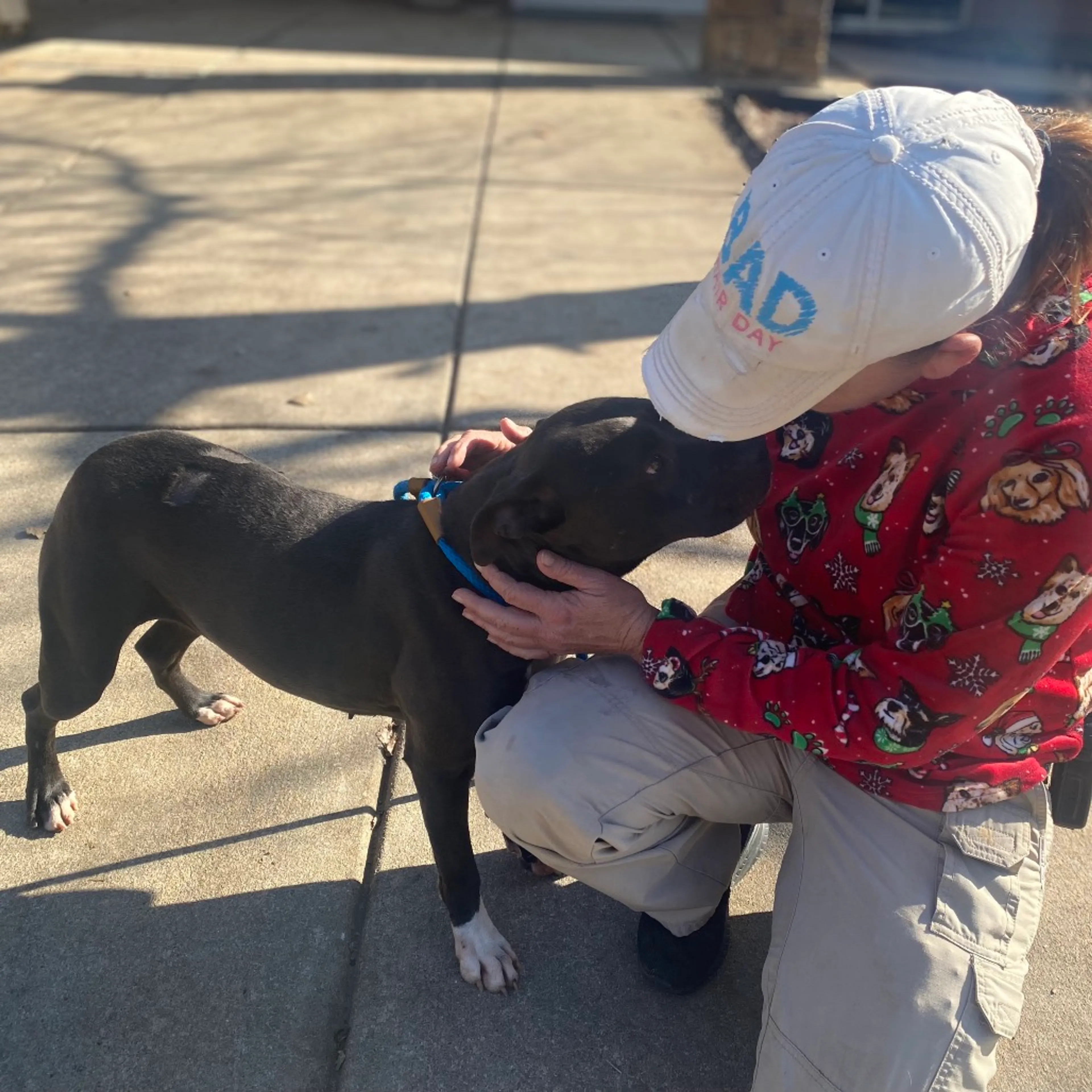 Found pet-7