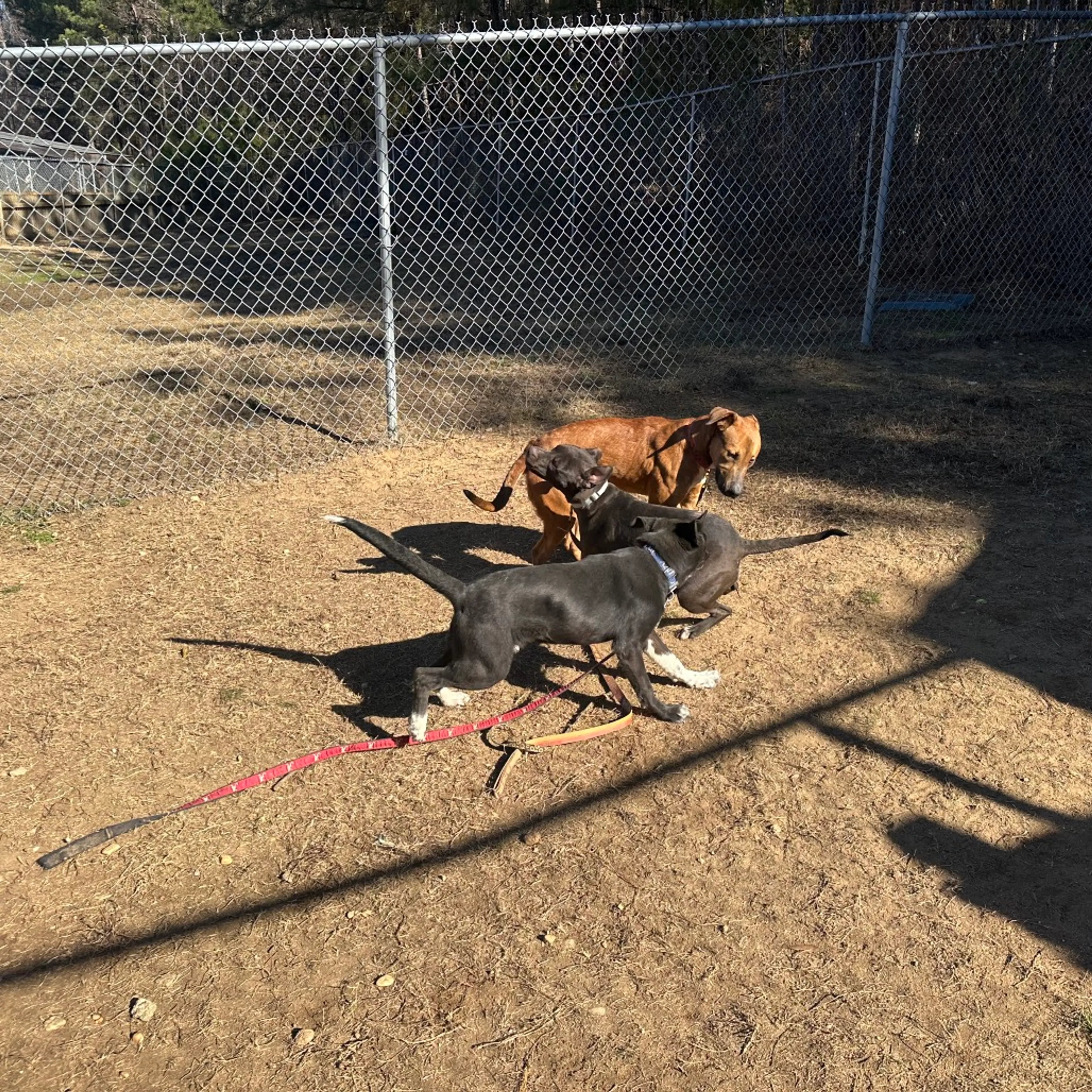 Found pet-9