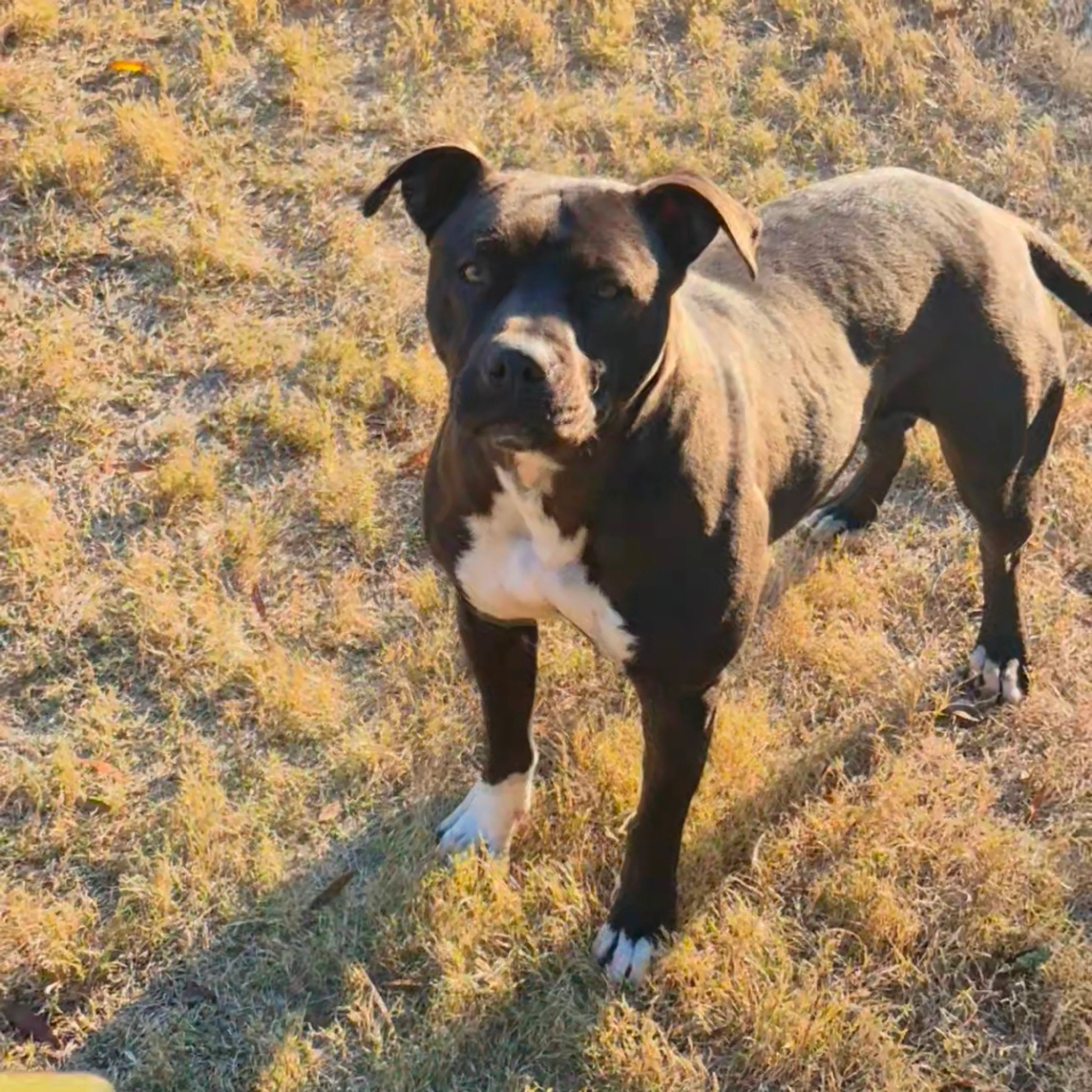 Found pet-1