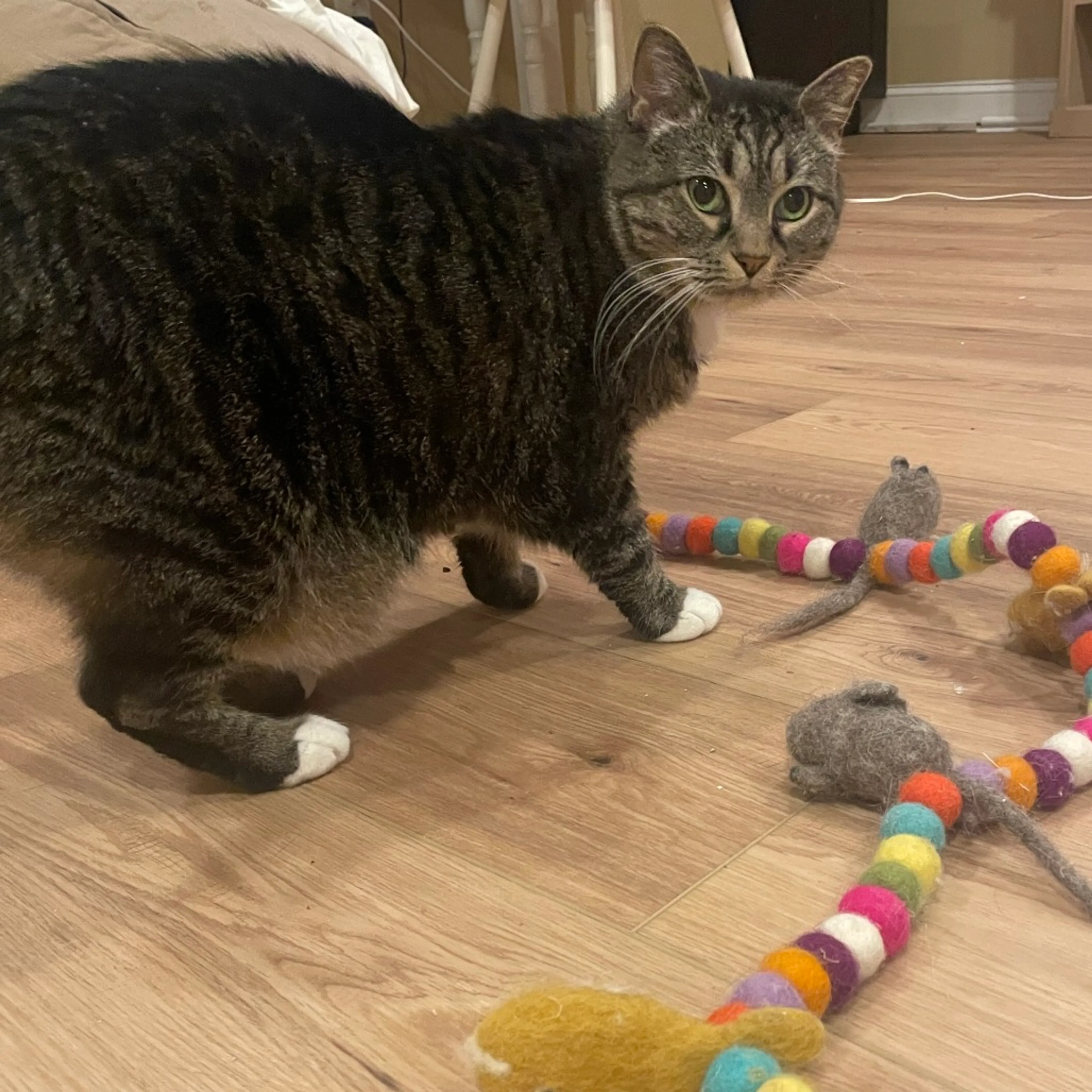 Found pet-2