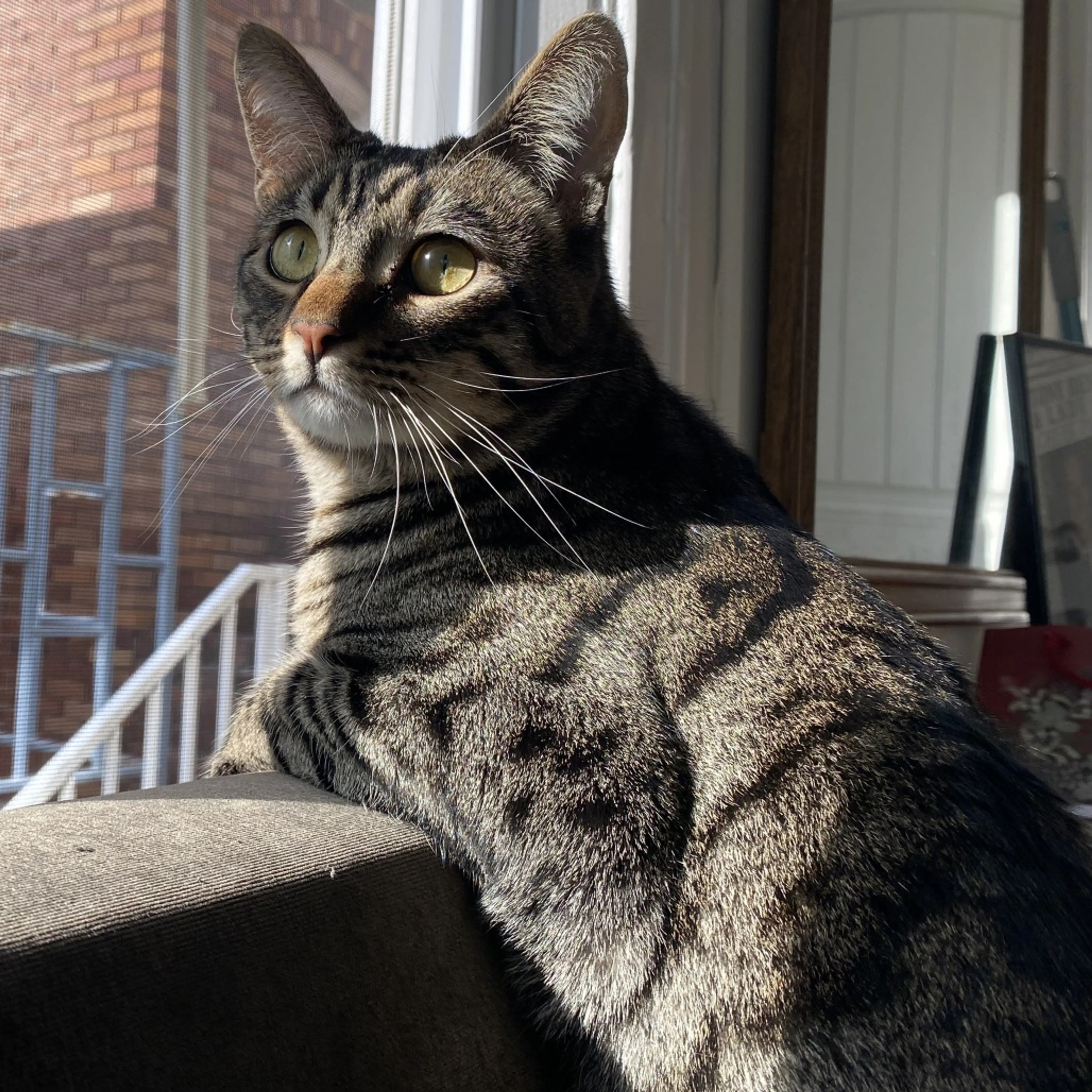 Found pet-1