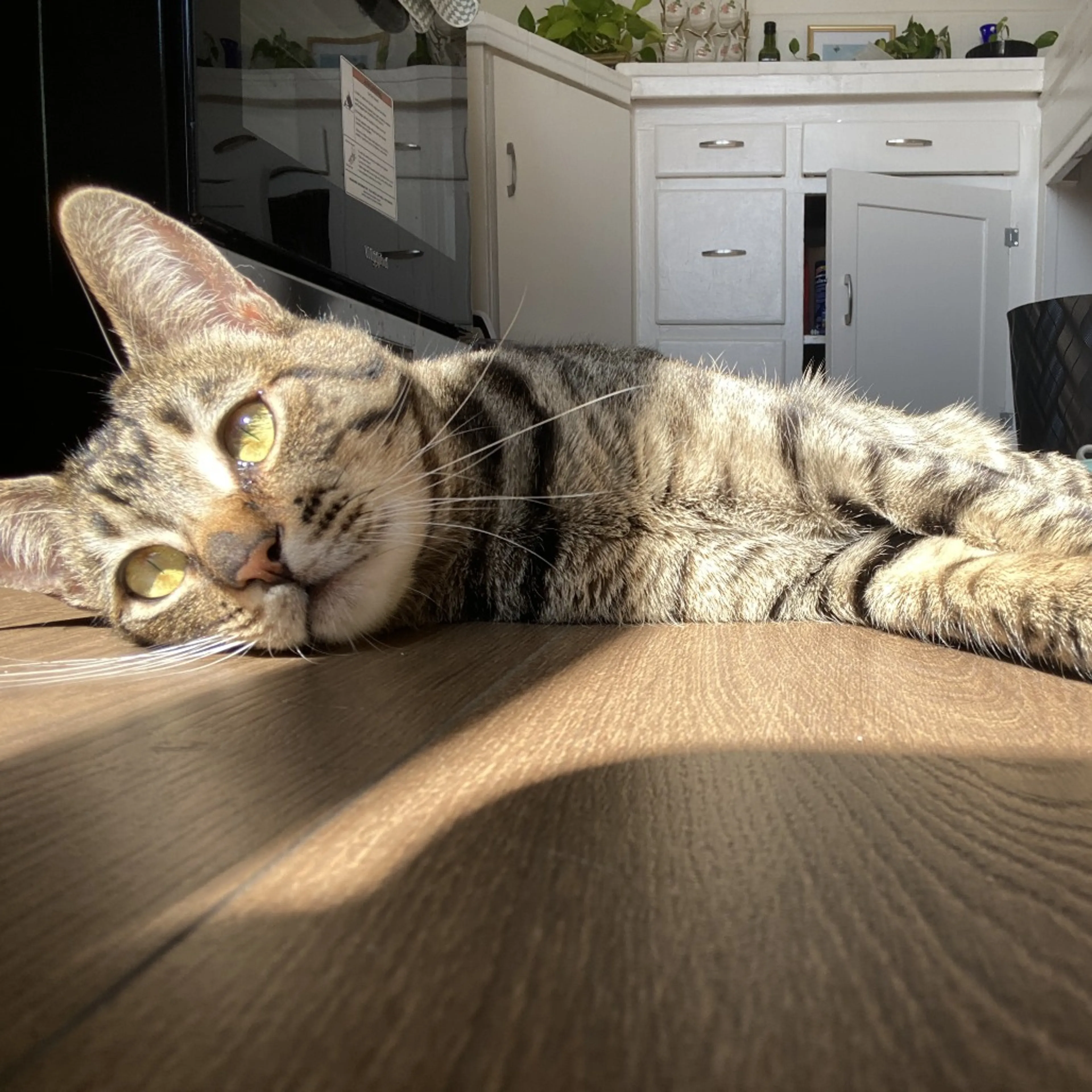 Found pet-2