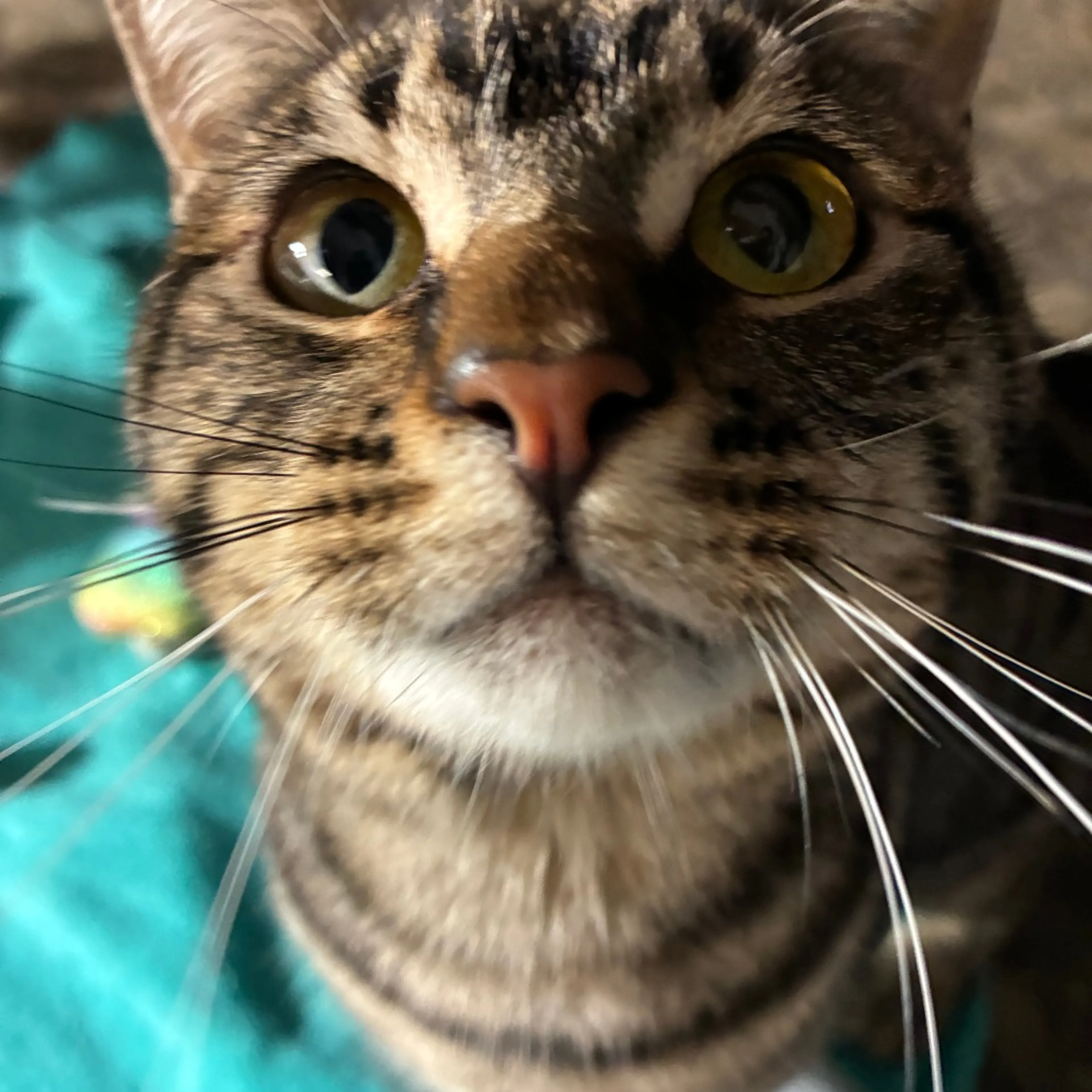 Found pet-1