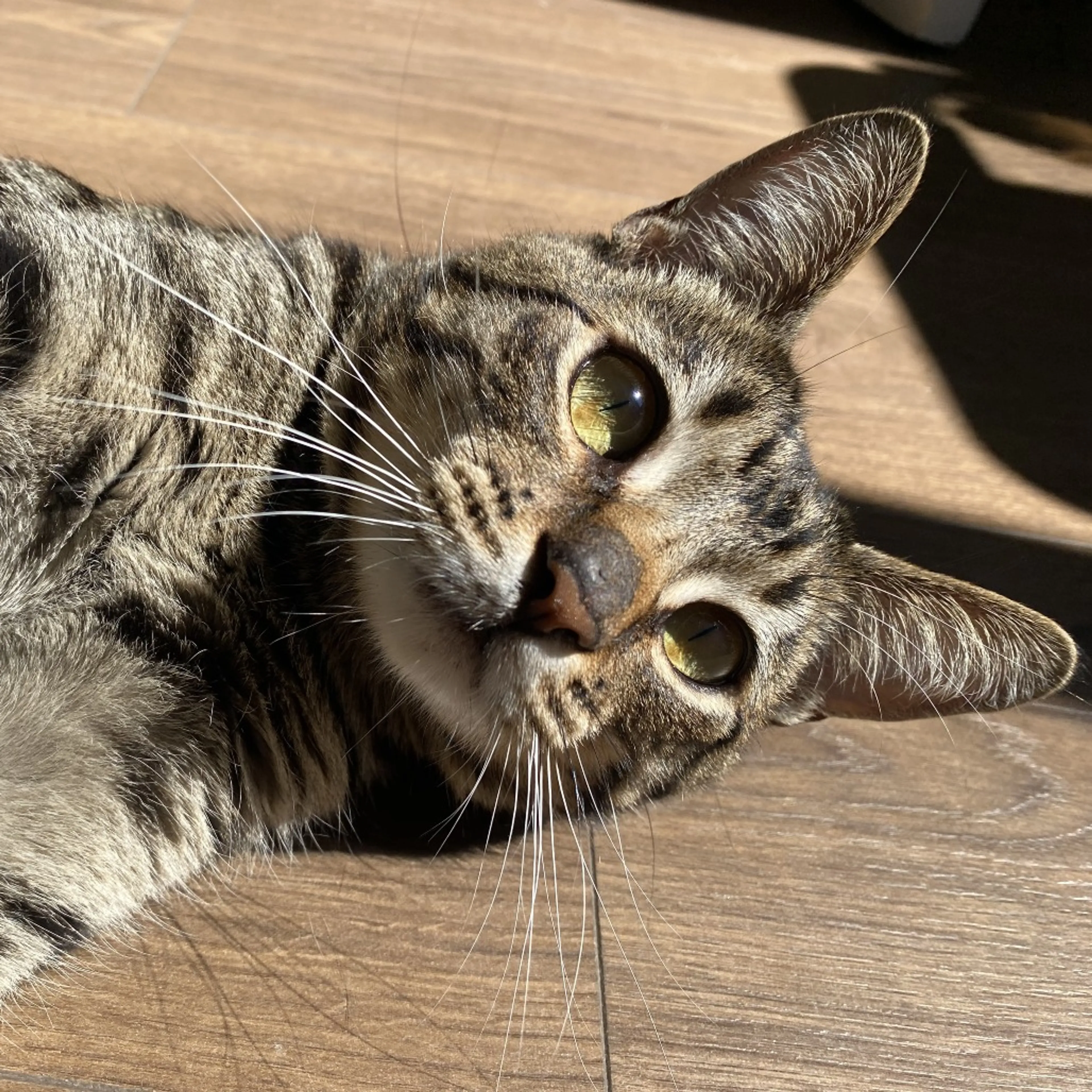 Found pet-0