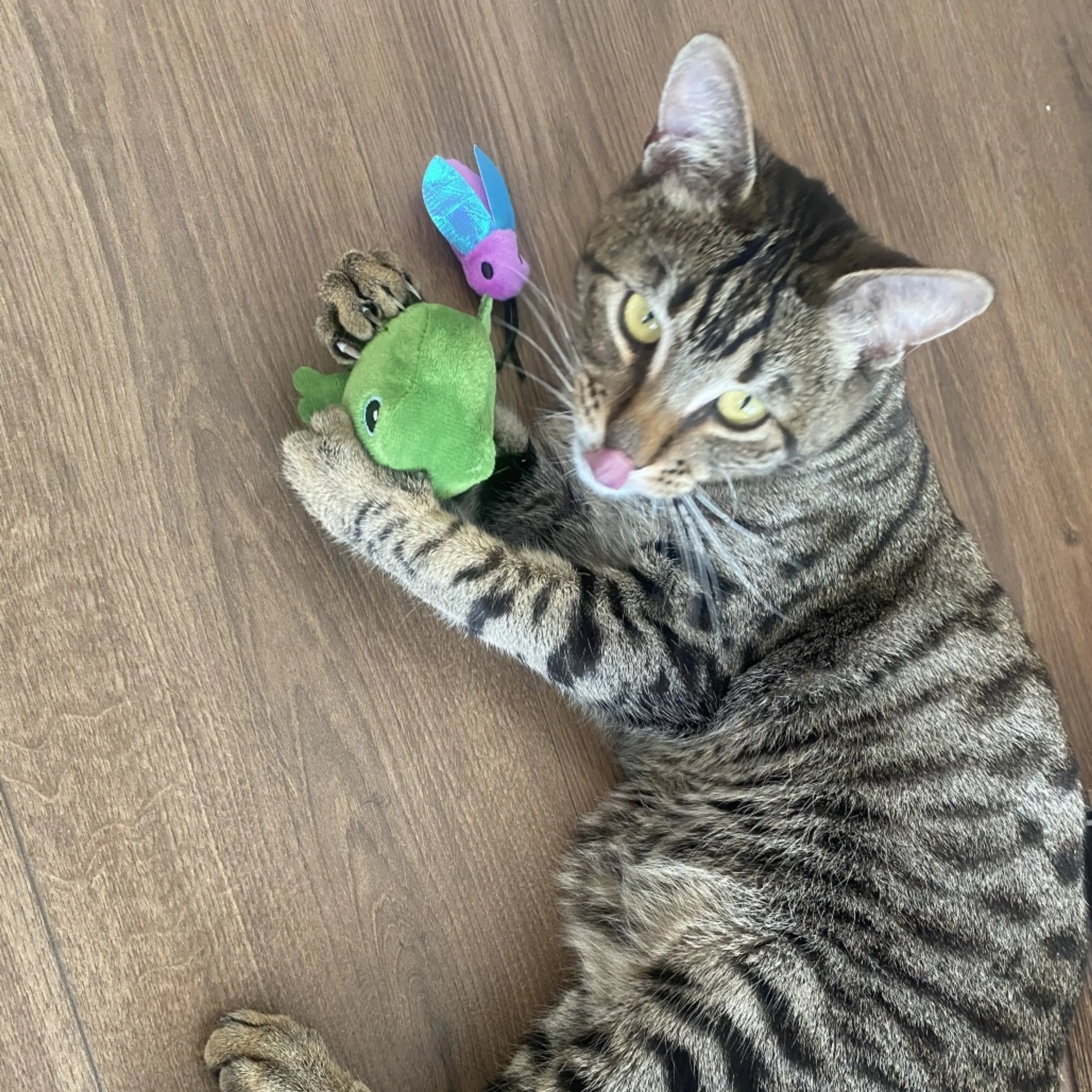 Found pet-3