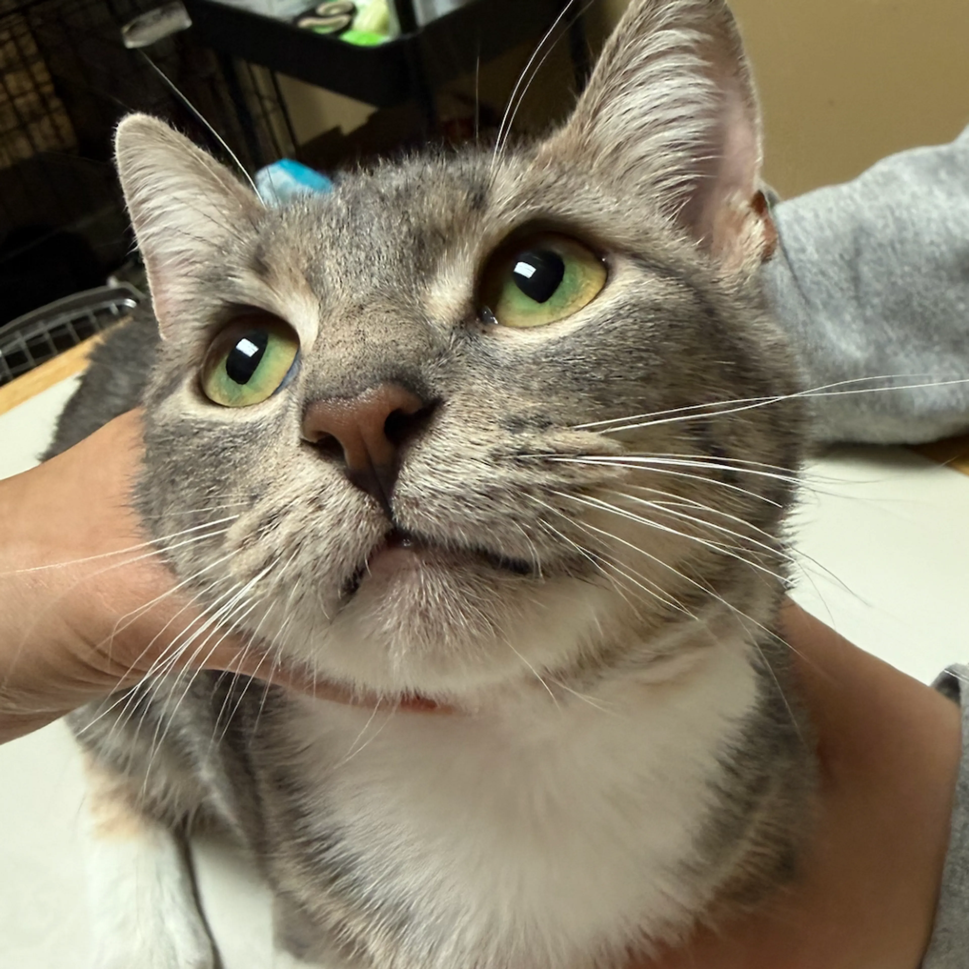 Found pet-1