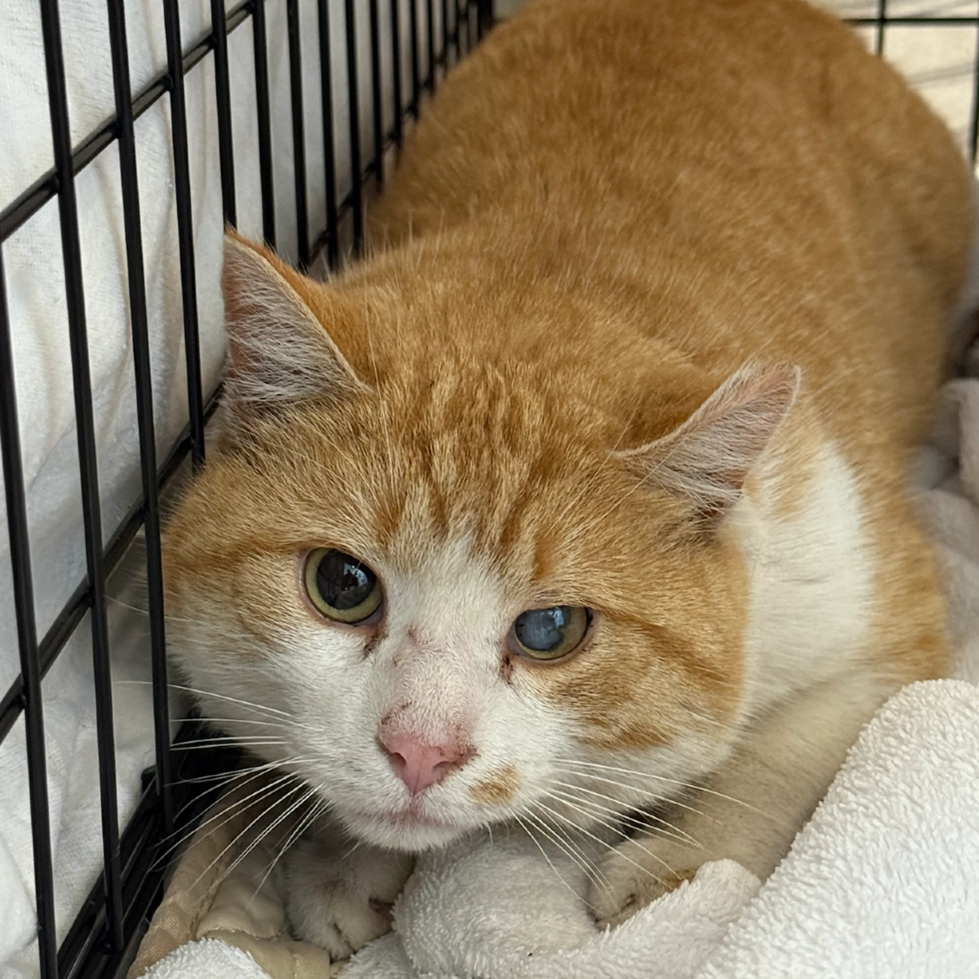 Found pet