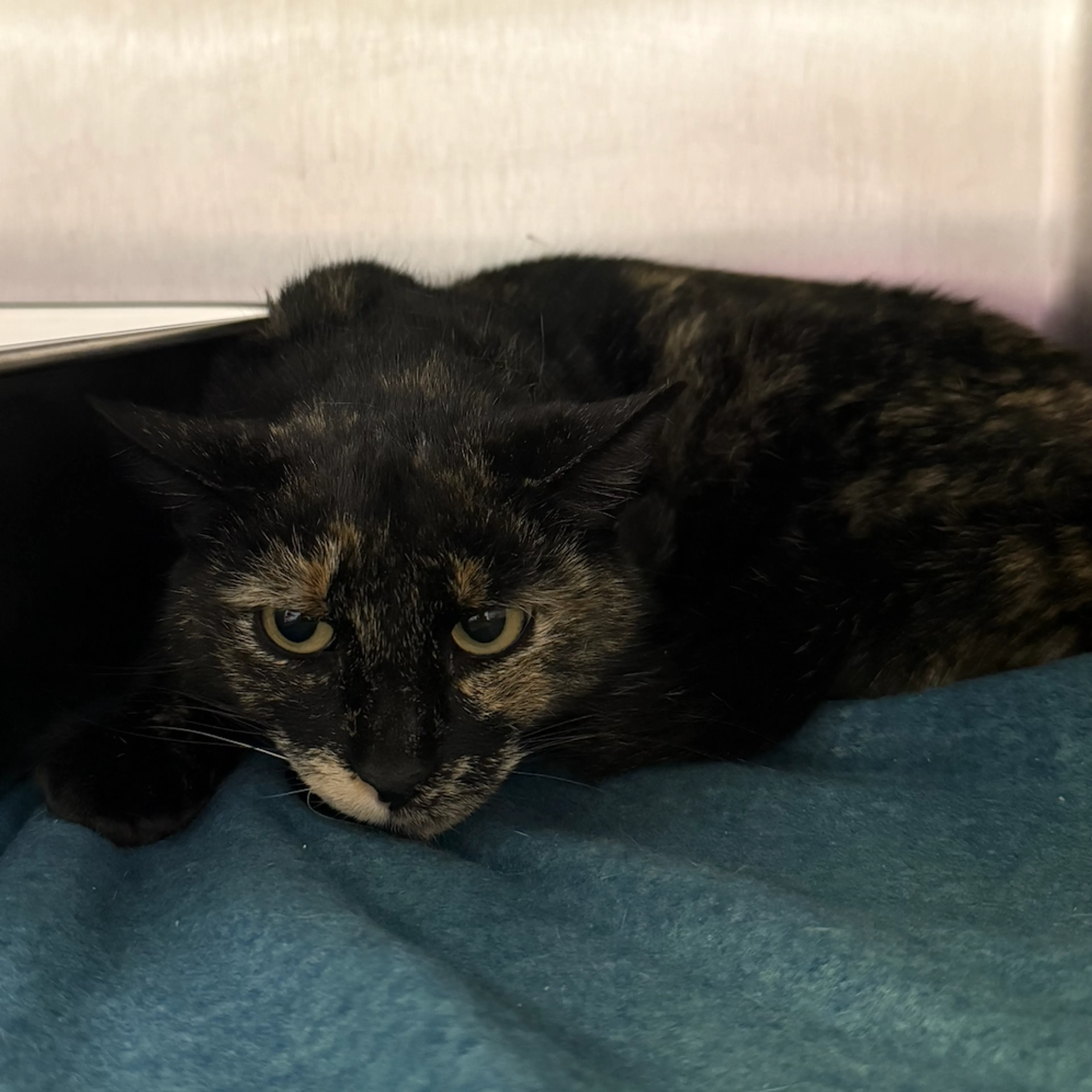 Found pet-1