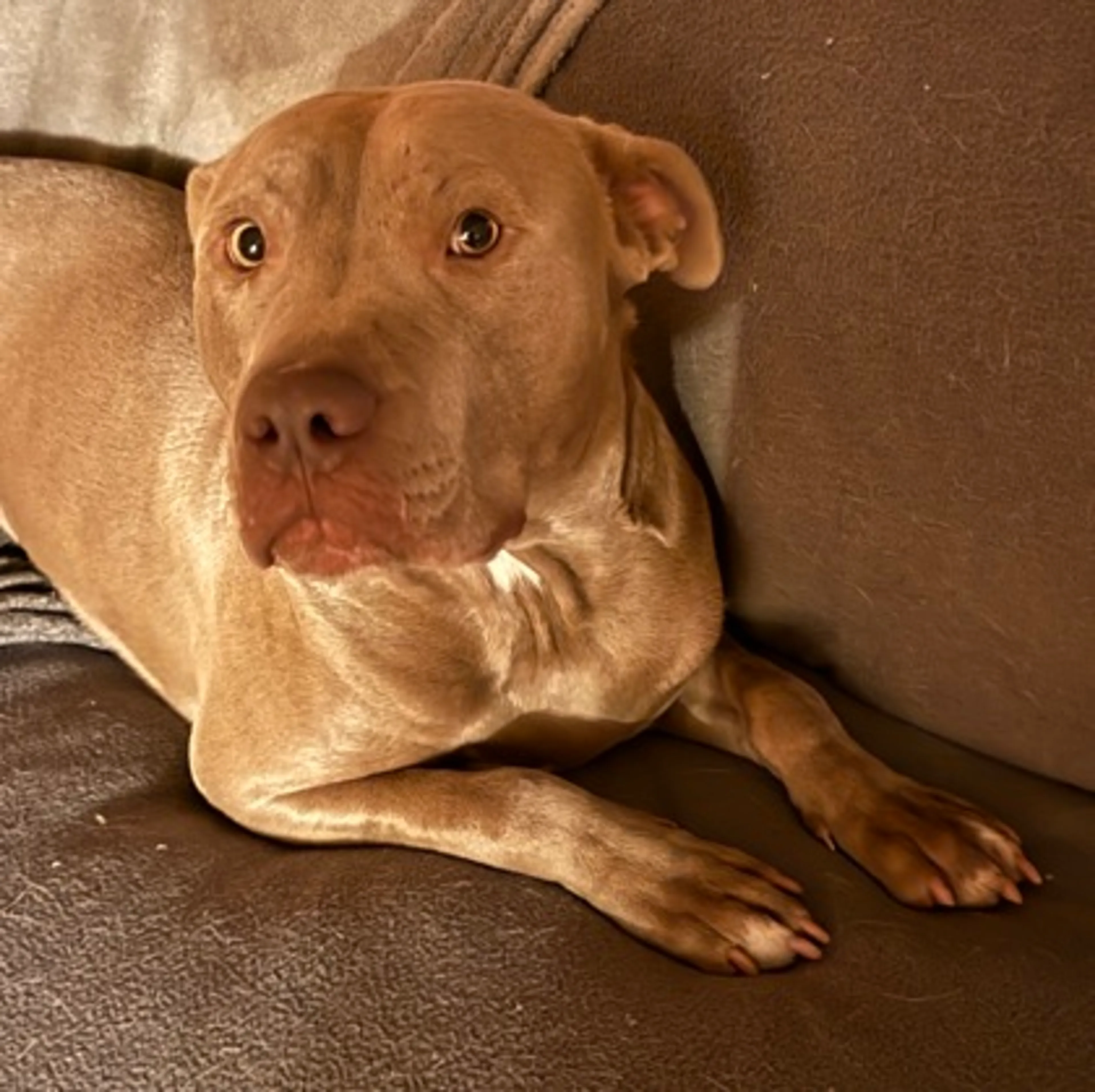 Found pet-2