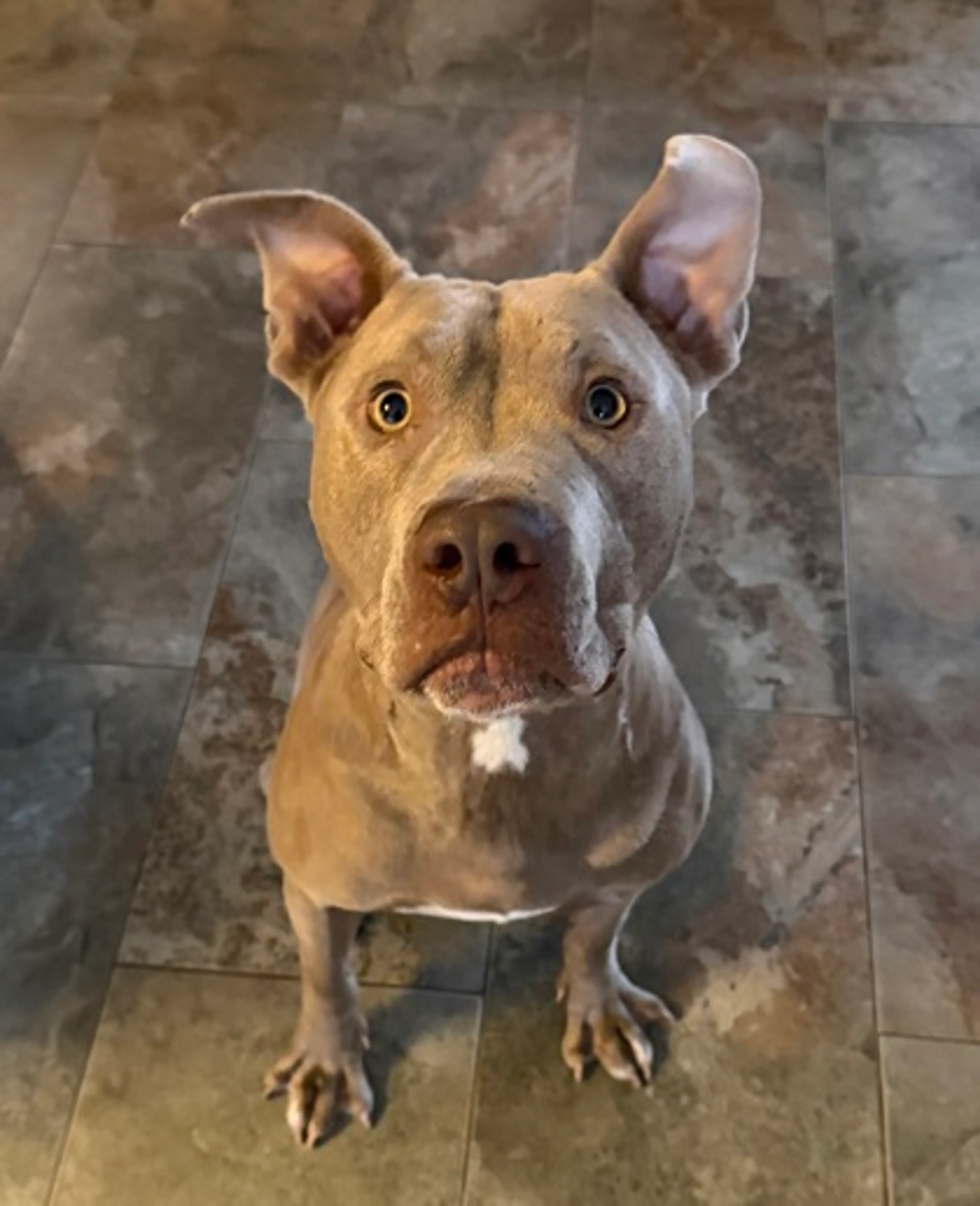 Found pet-0