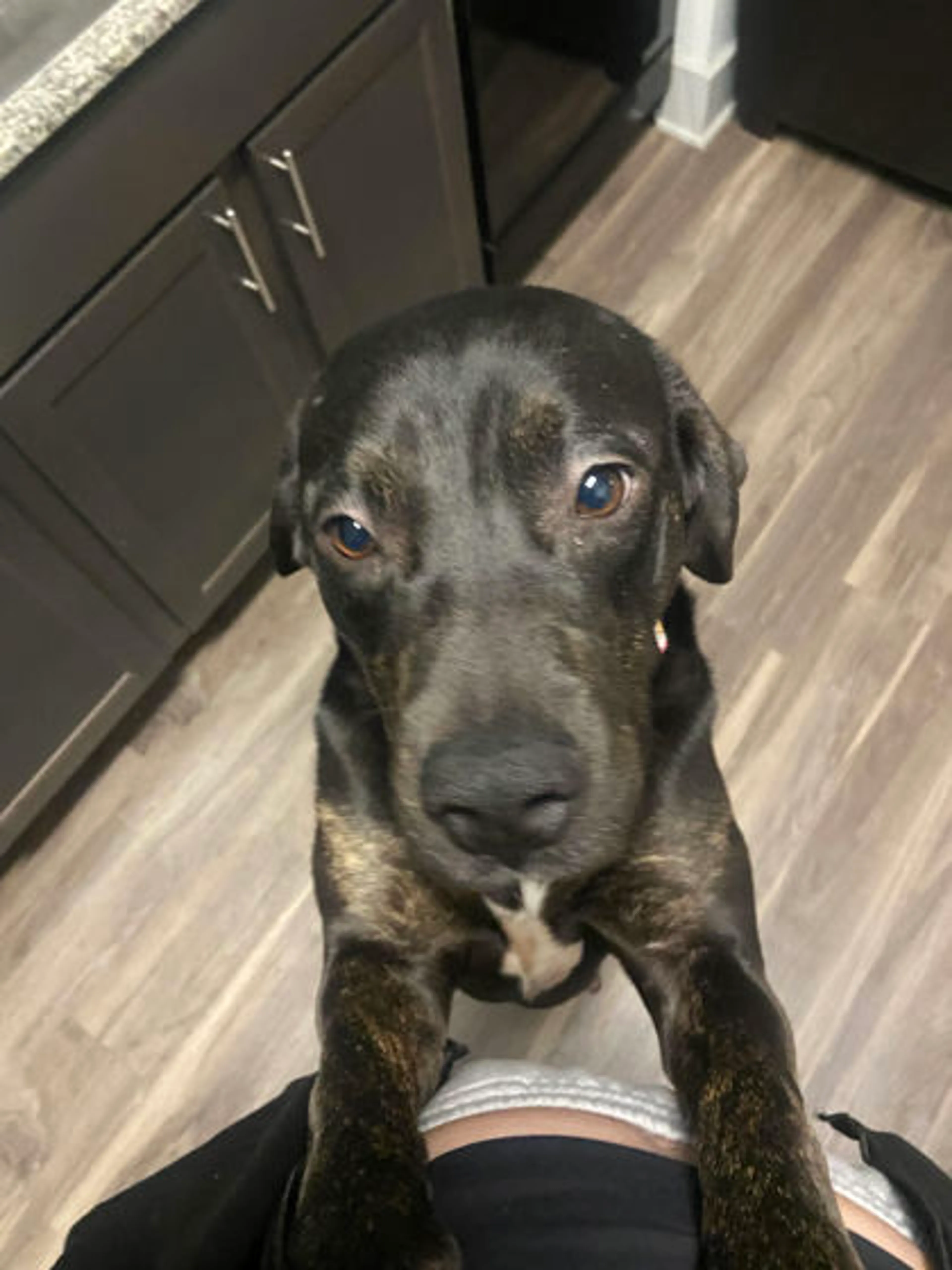 Found pet-2
