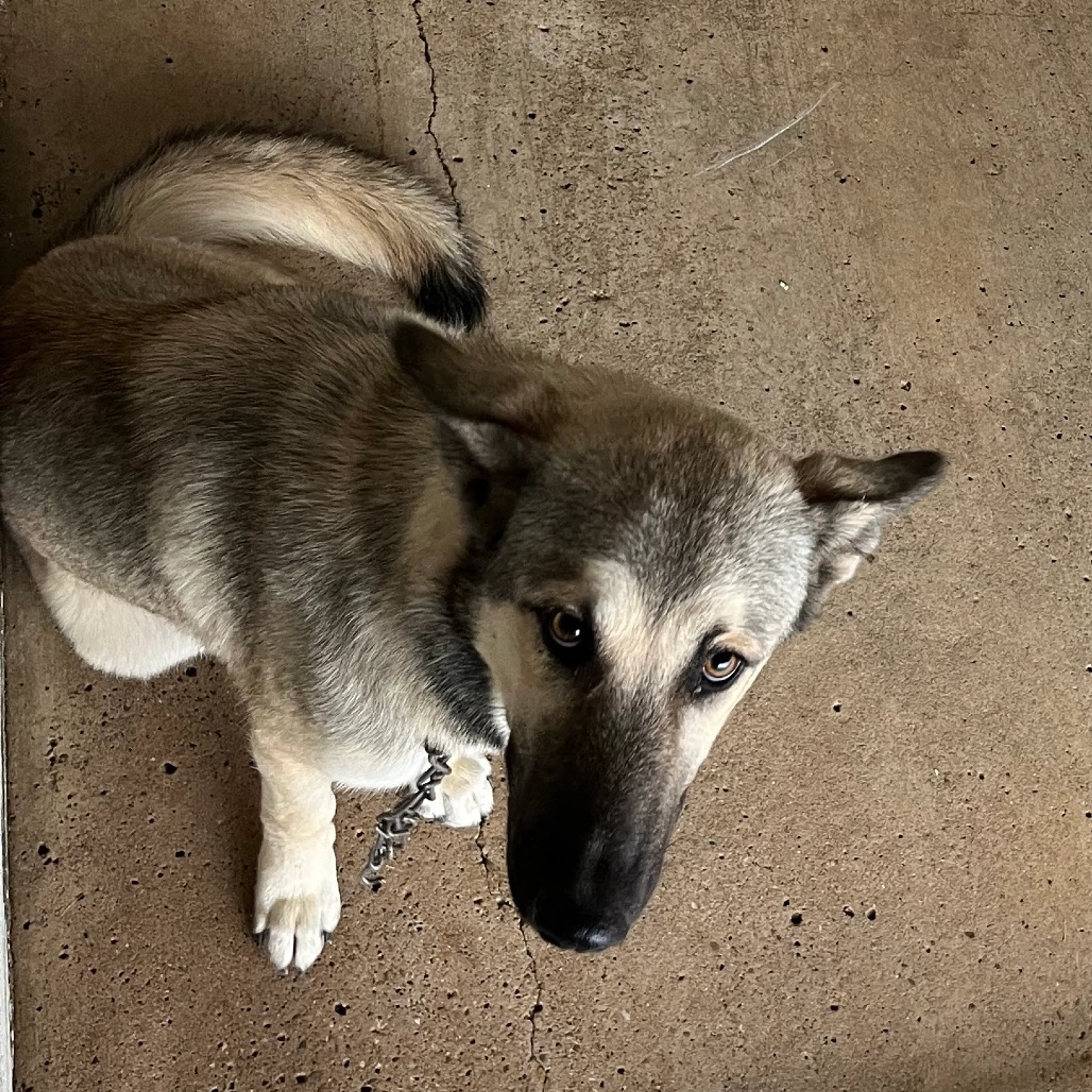 Found pet-1
