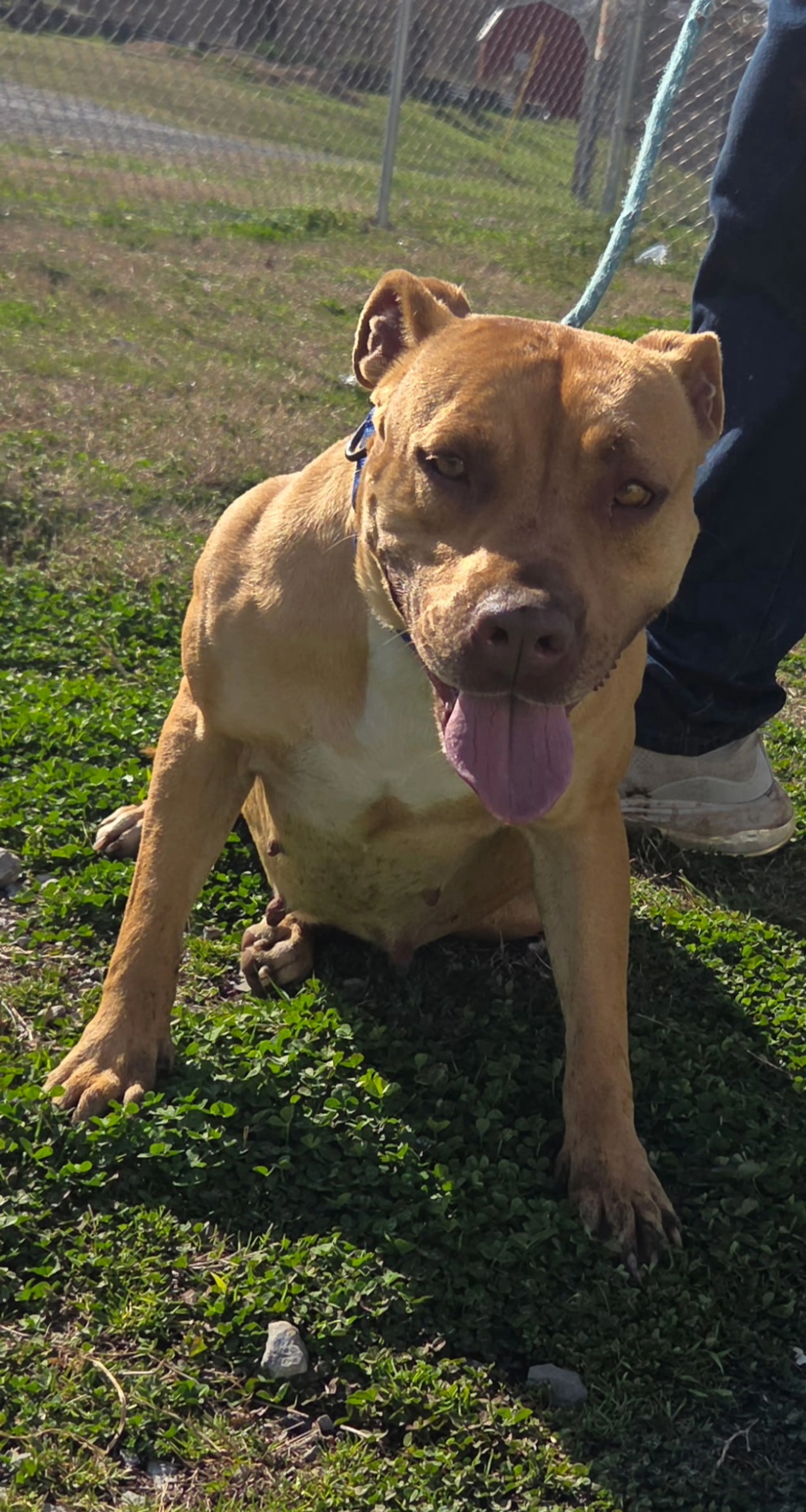 Found pet-2