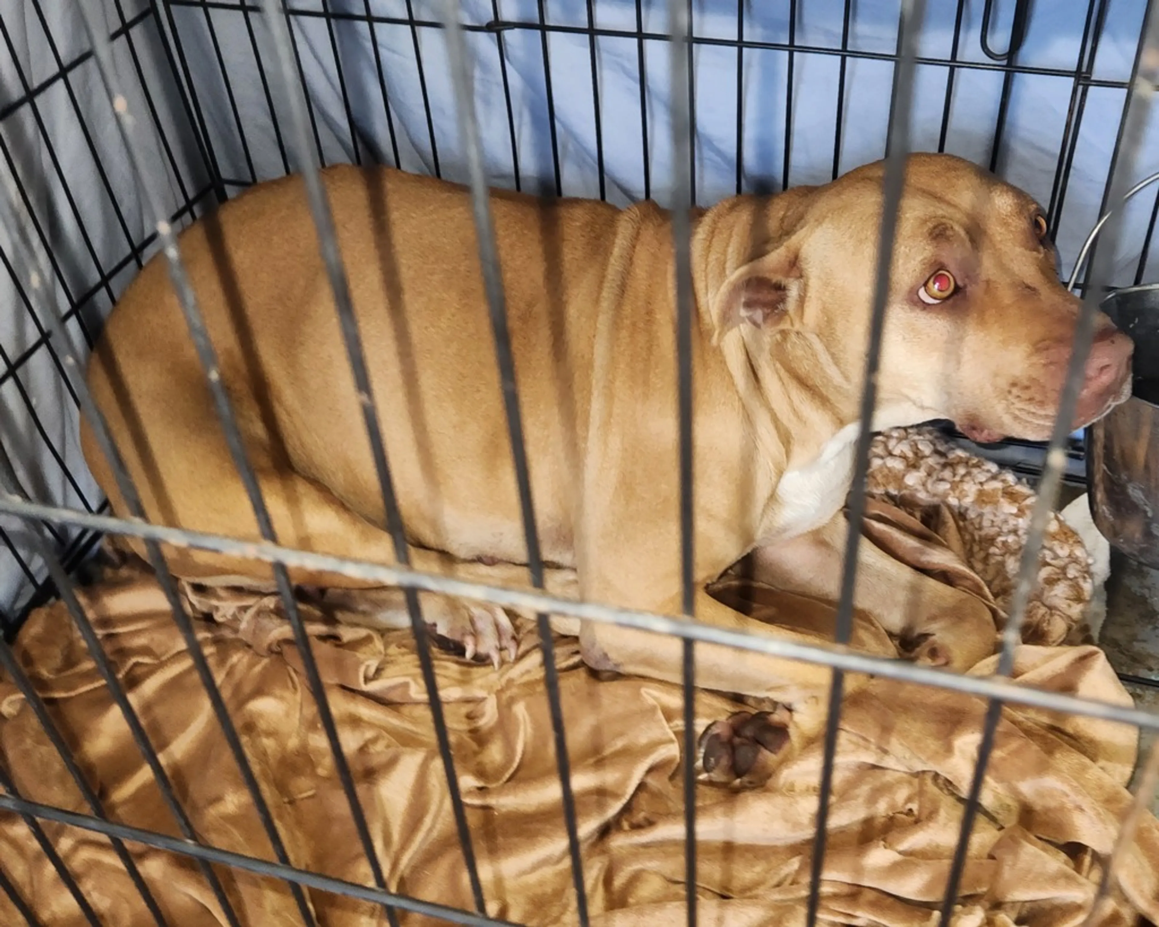 Found pet-4