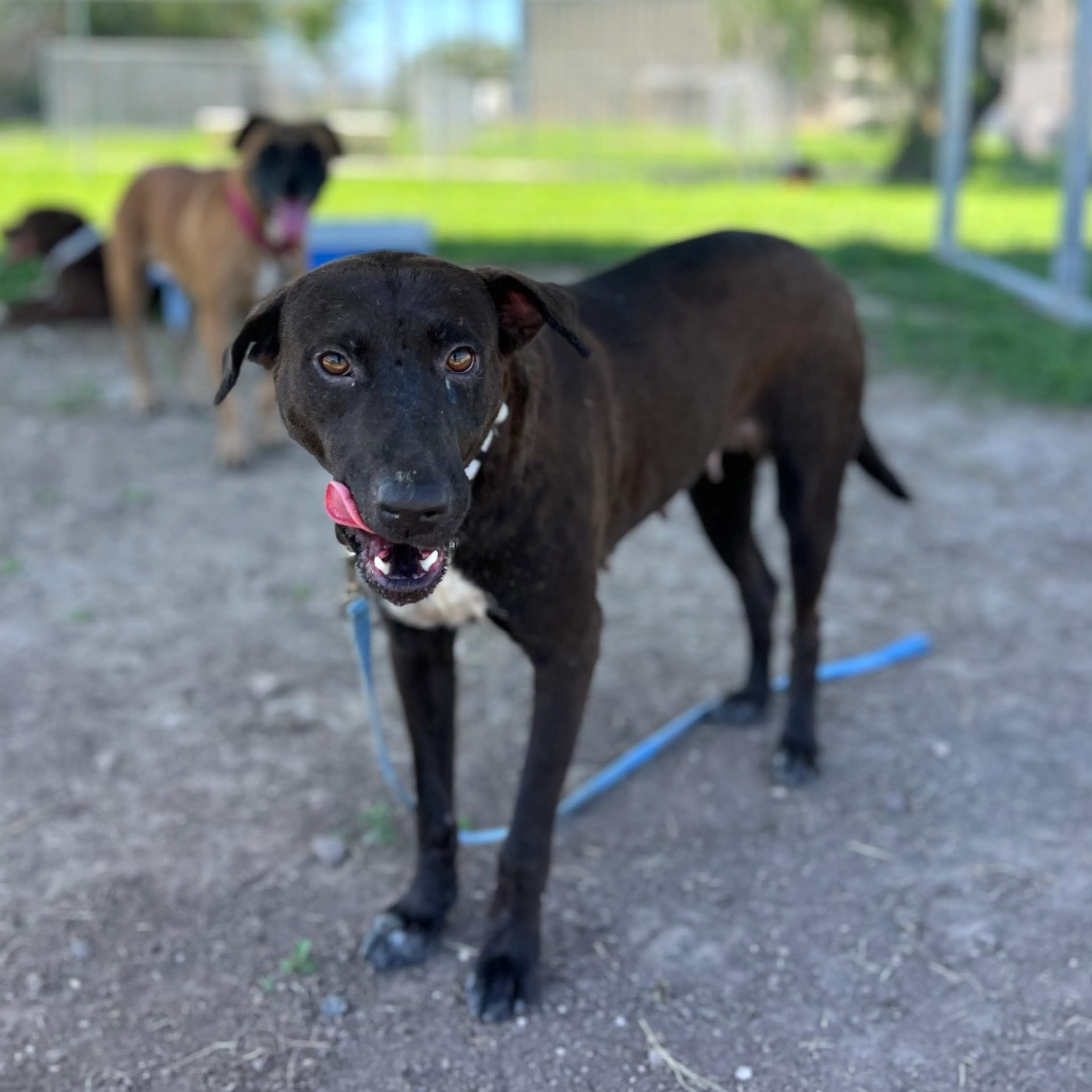 Found pet-4