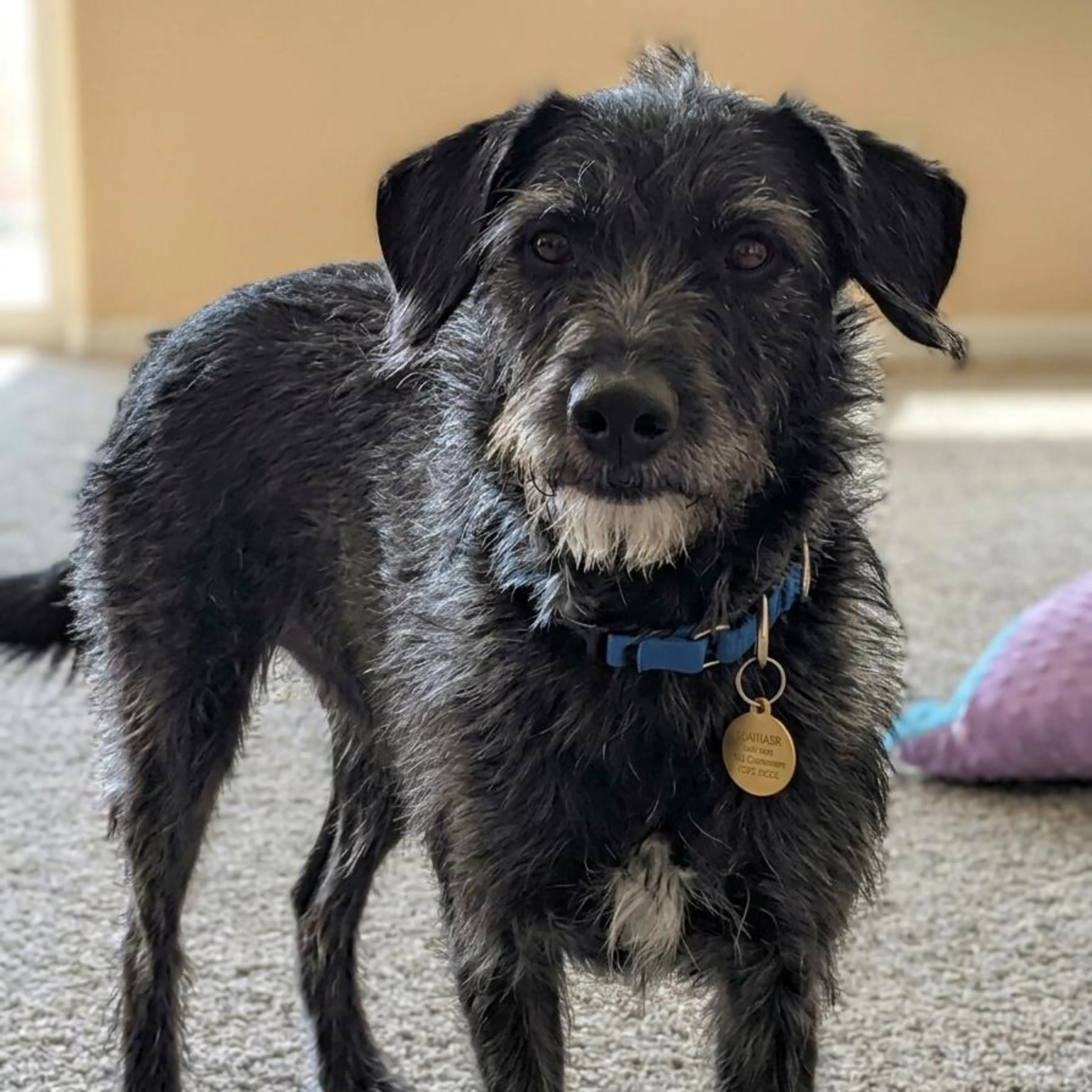Found pet-3