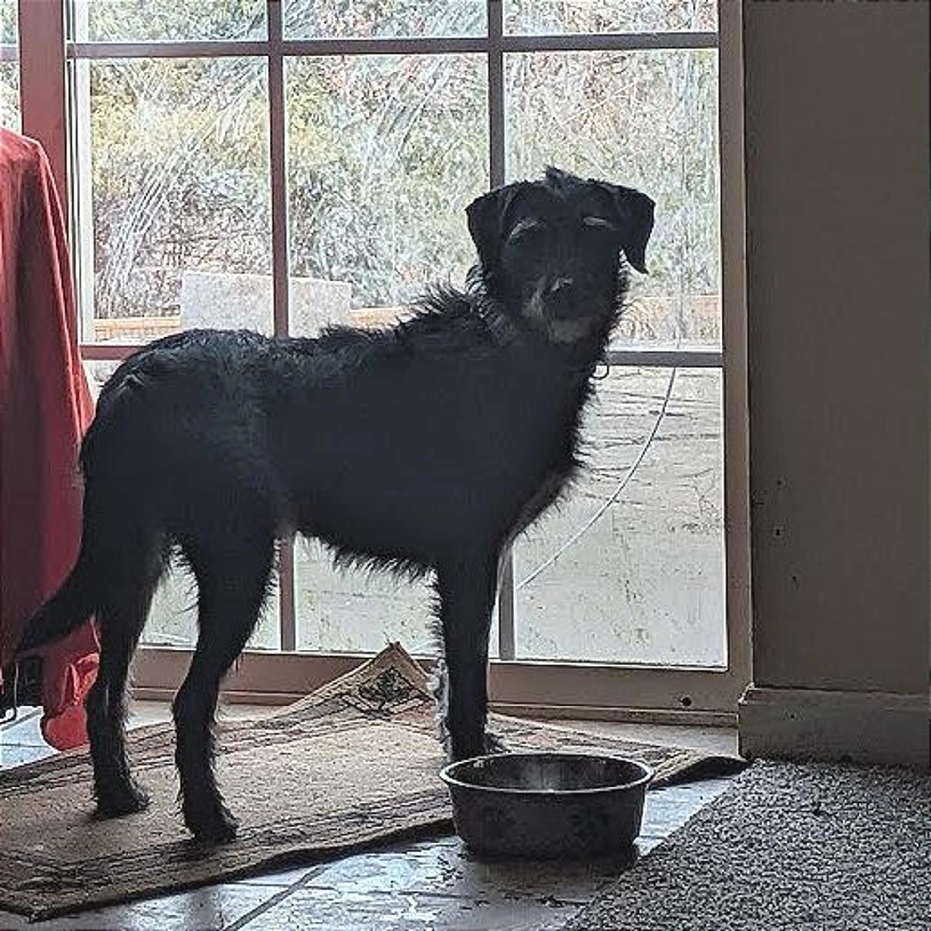 Found pet-5