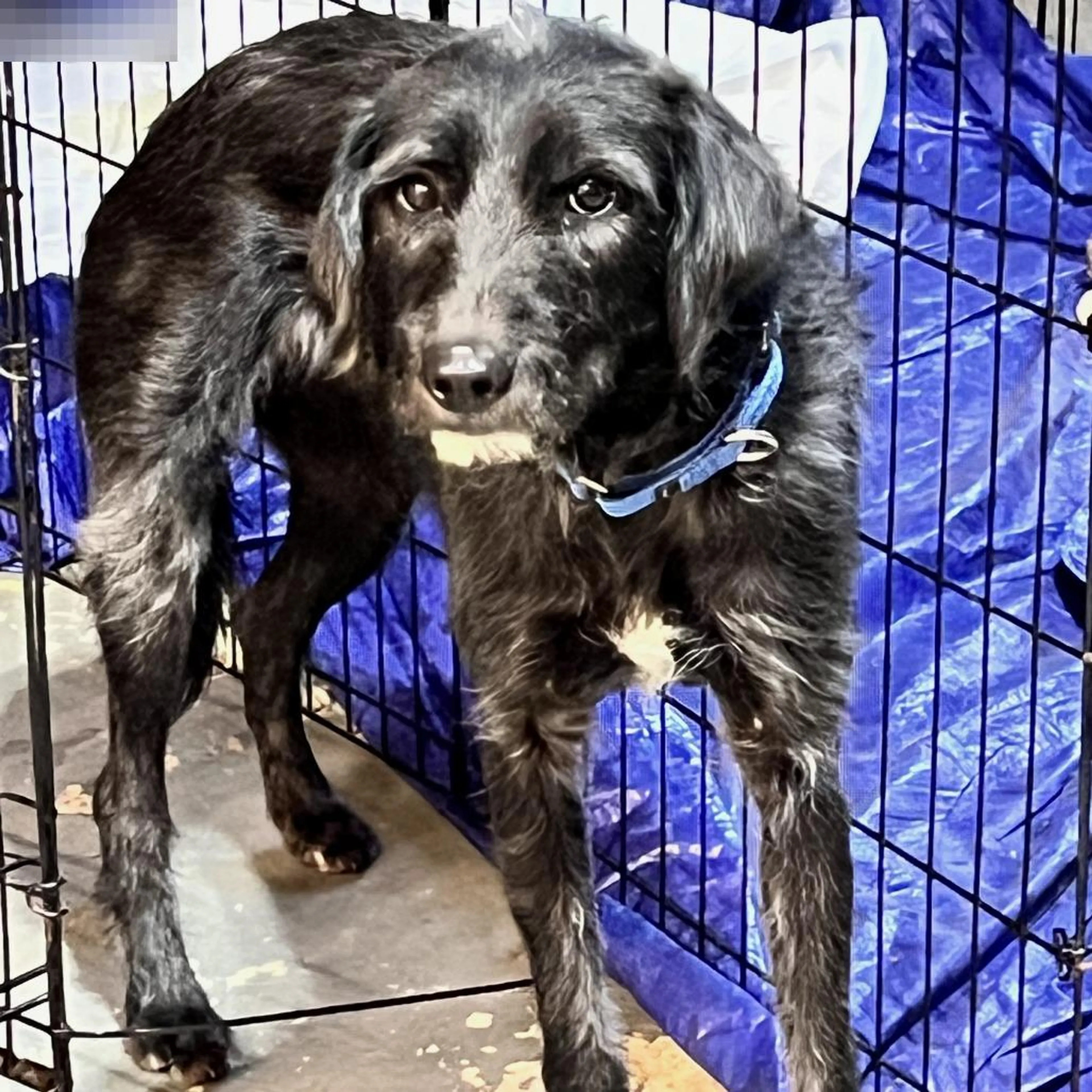 Found pet-1