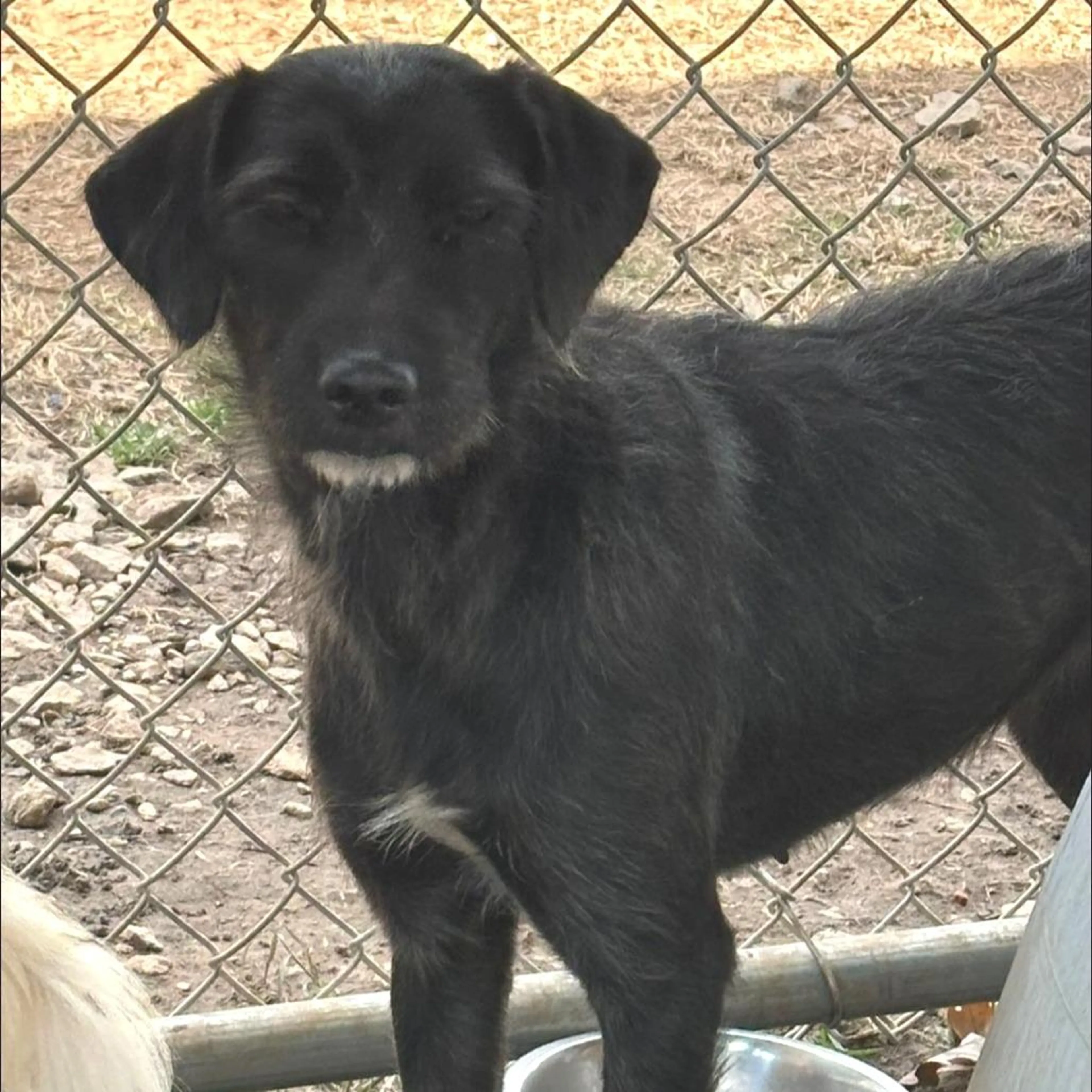 Found pet-2