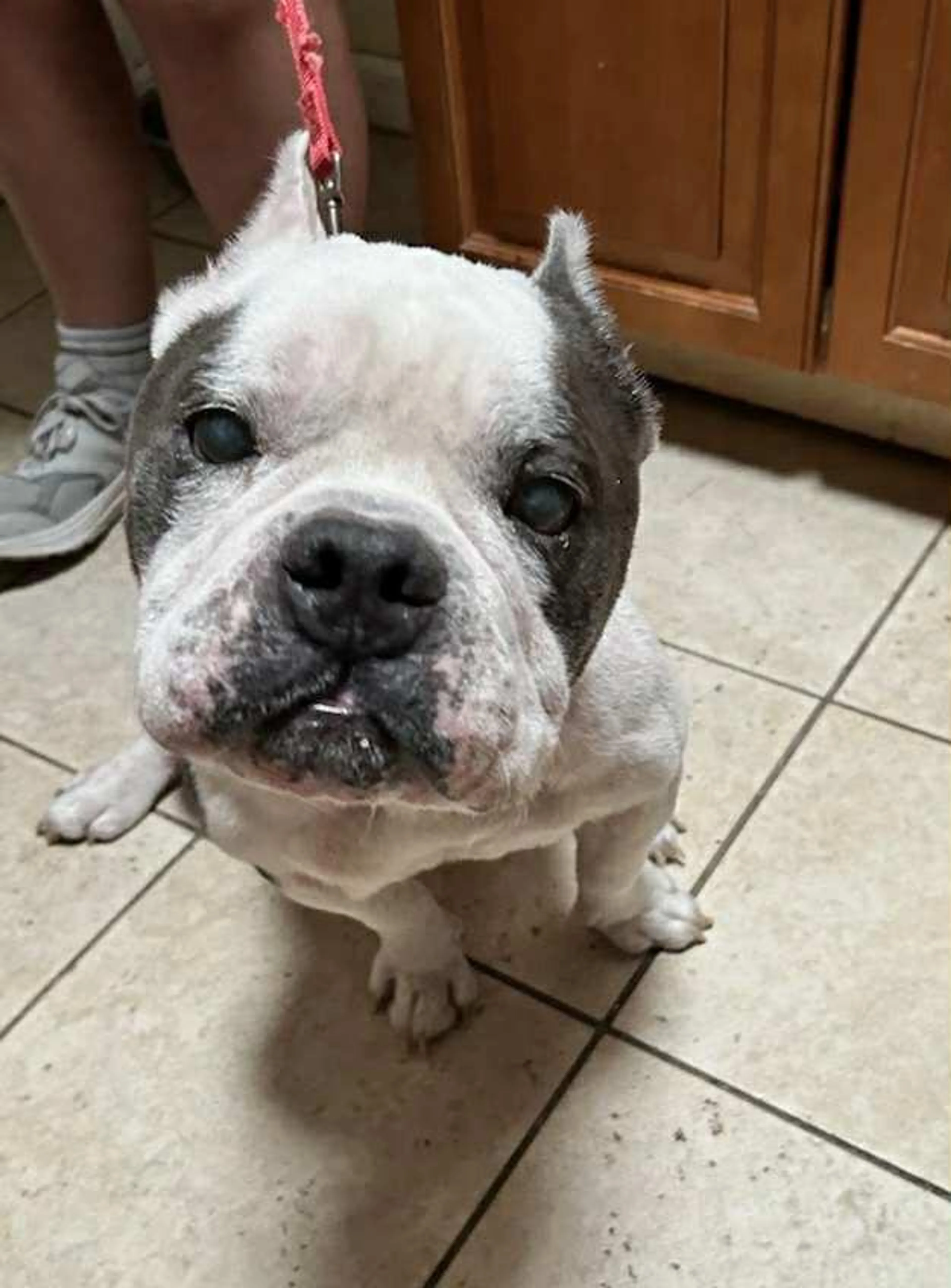 Found pet