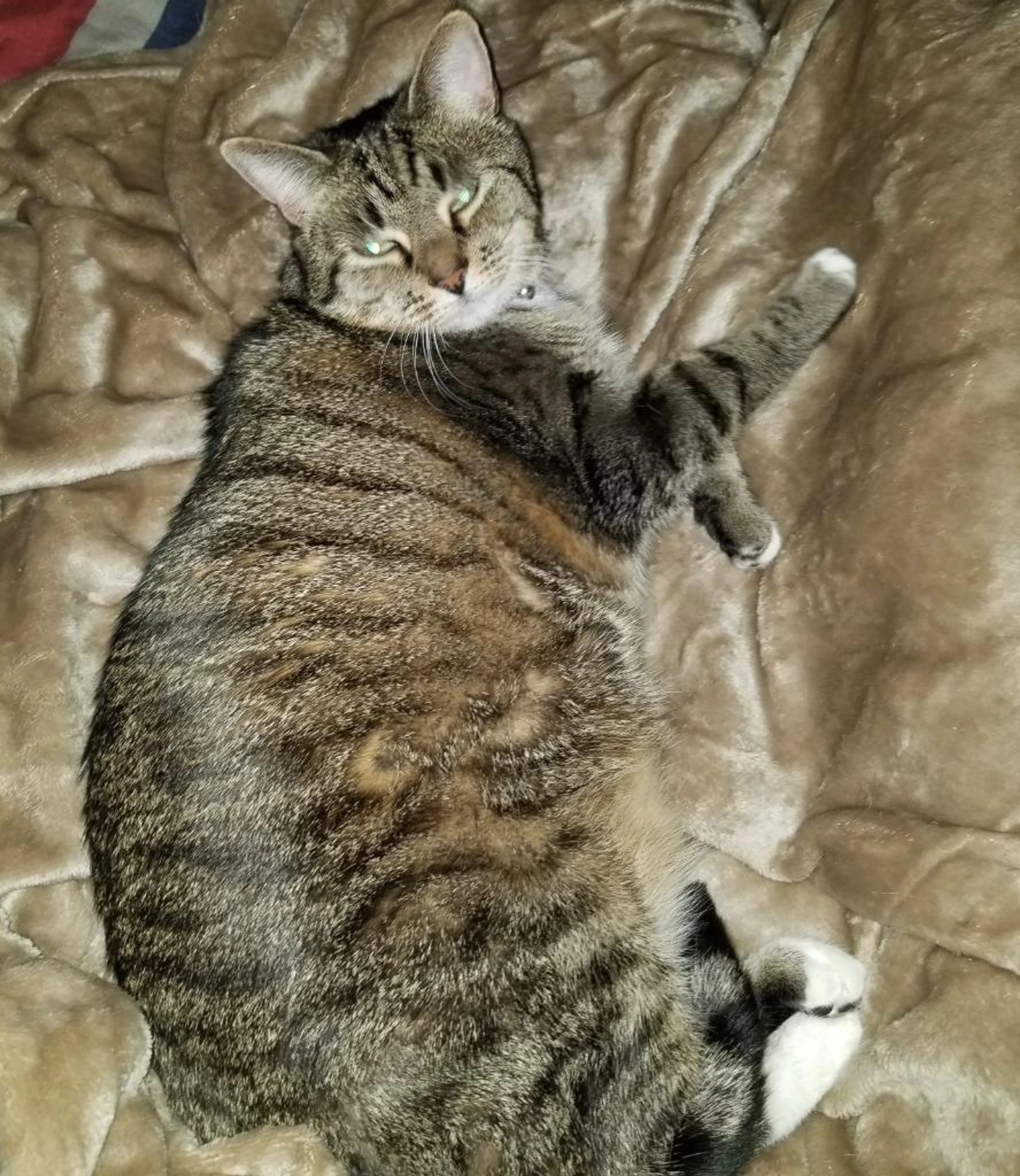 Found pet-1