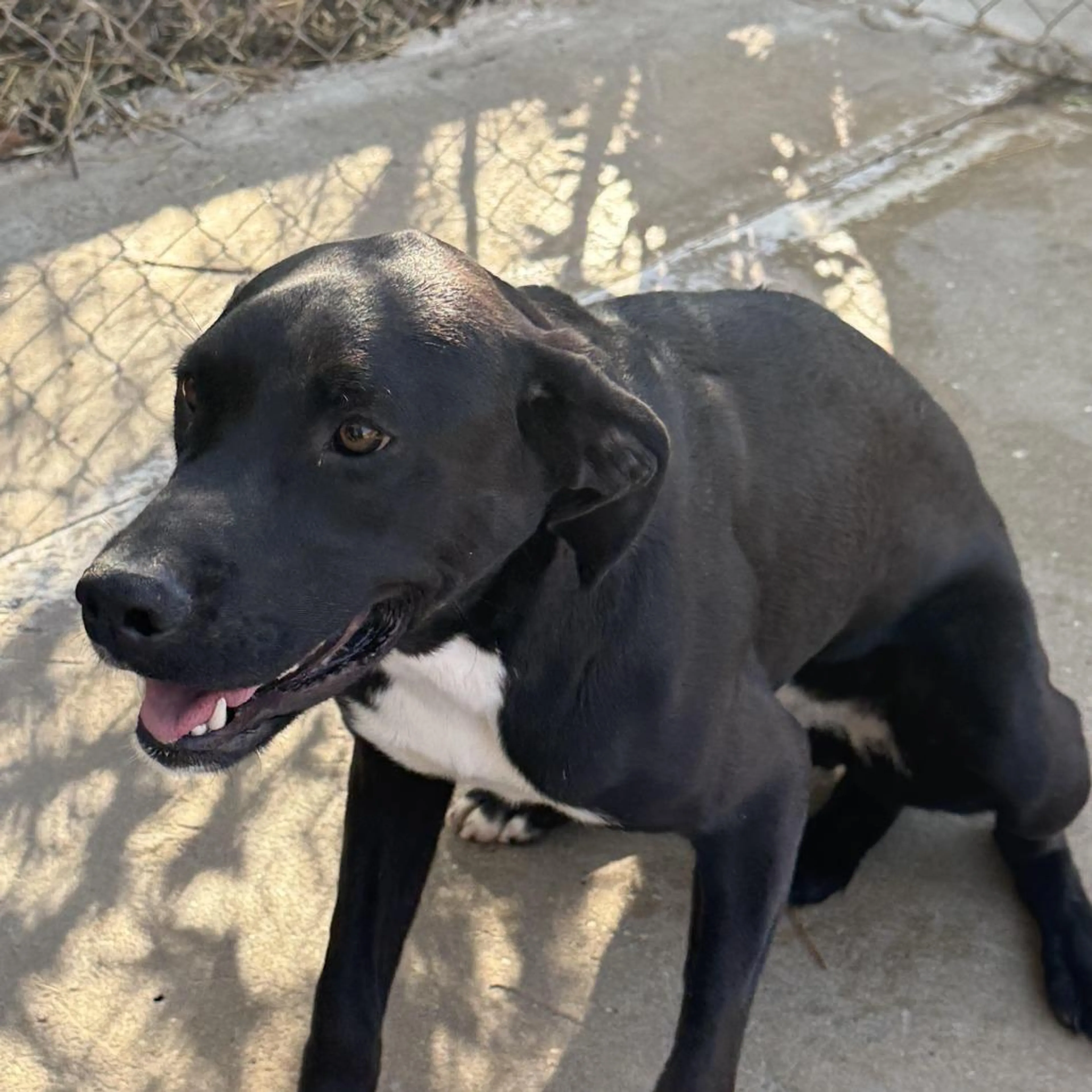 Found pet-1