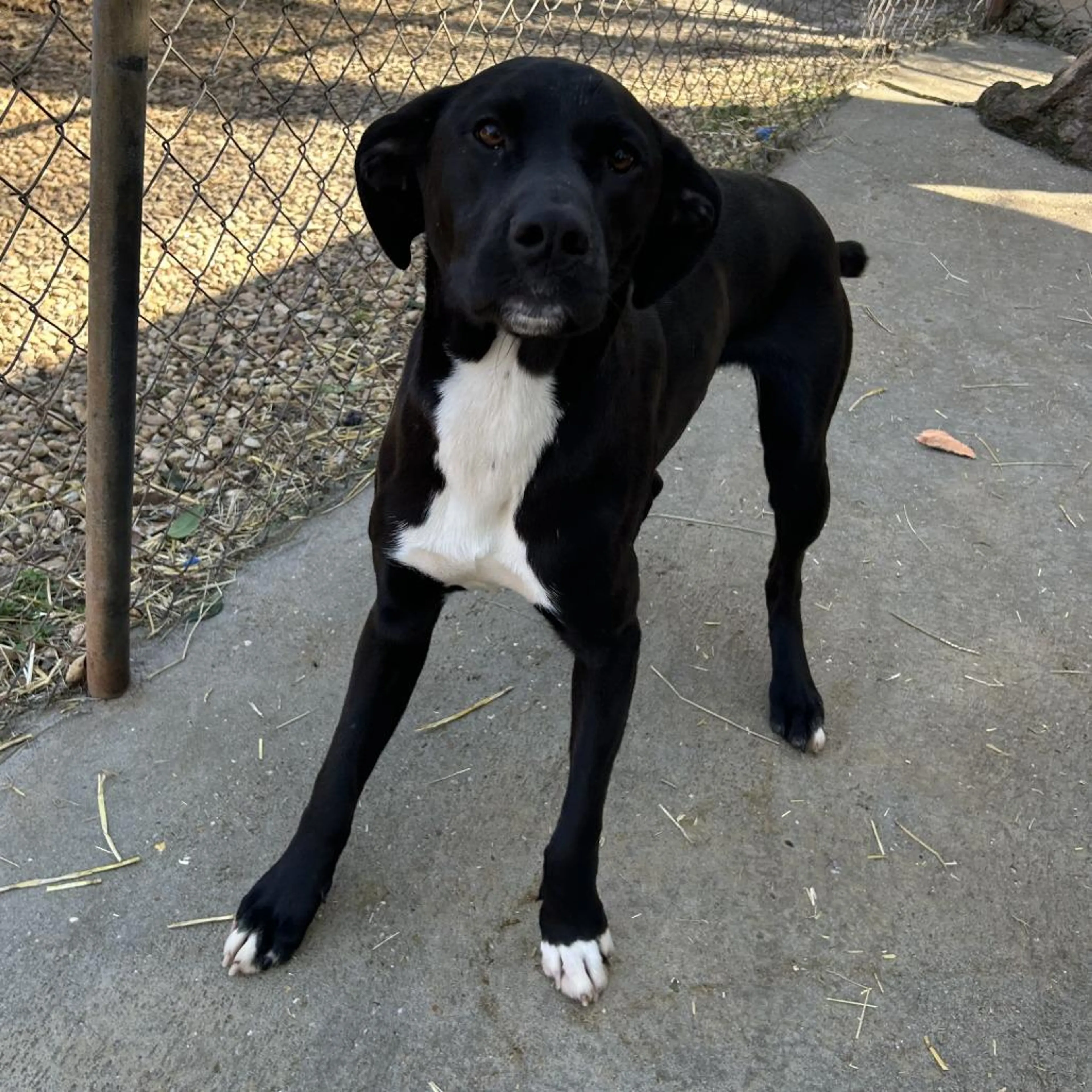 Found pet-2