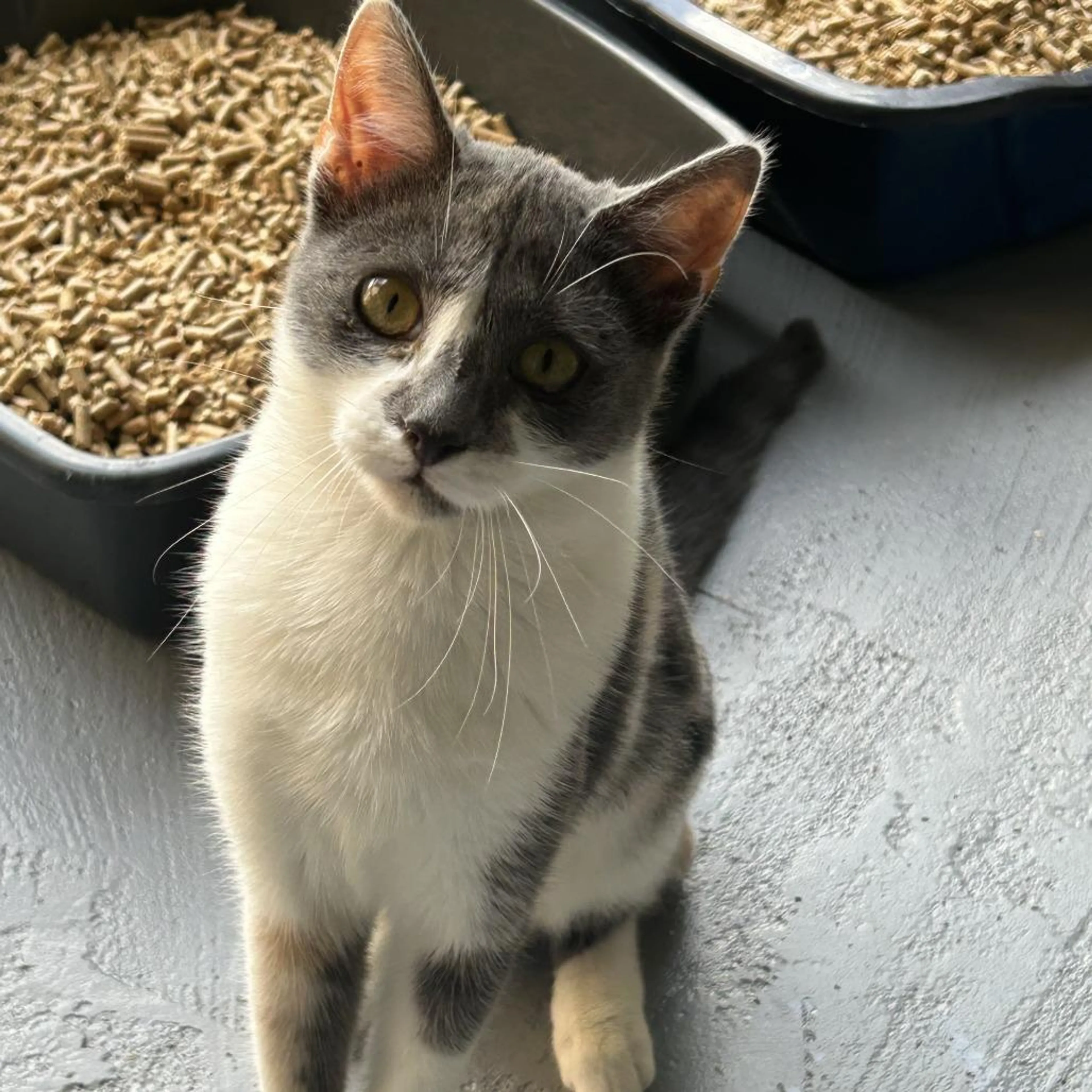 Found pet-0
