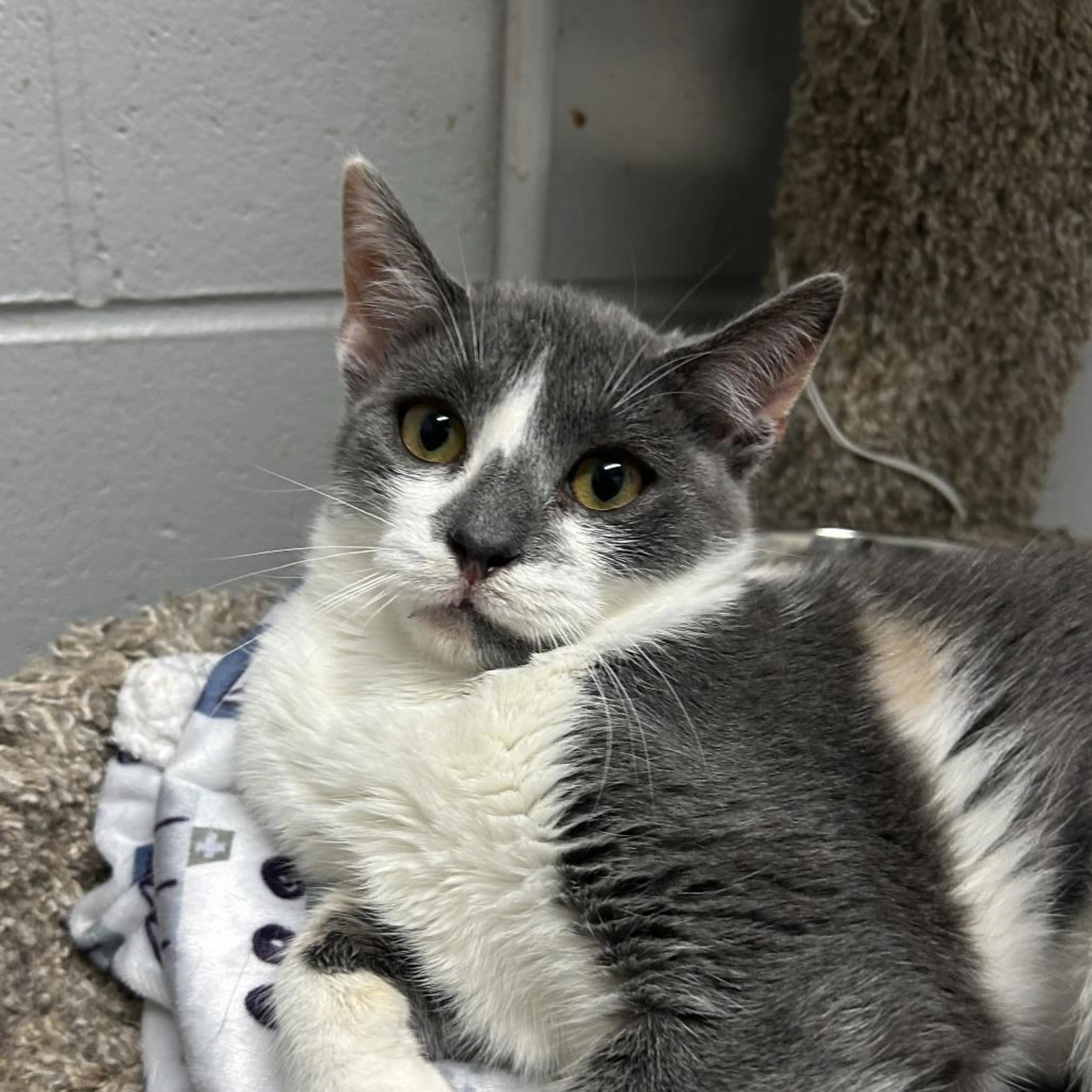 Found pet-1