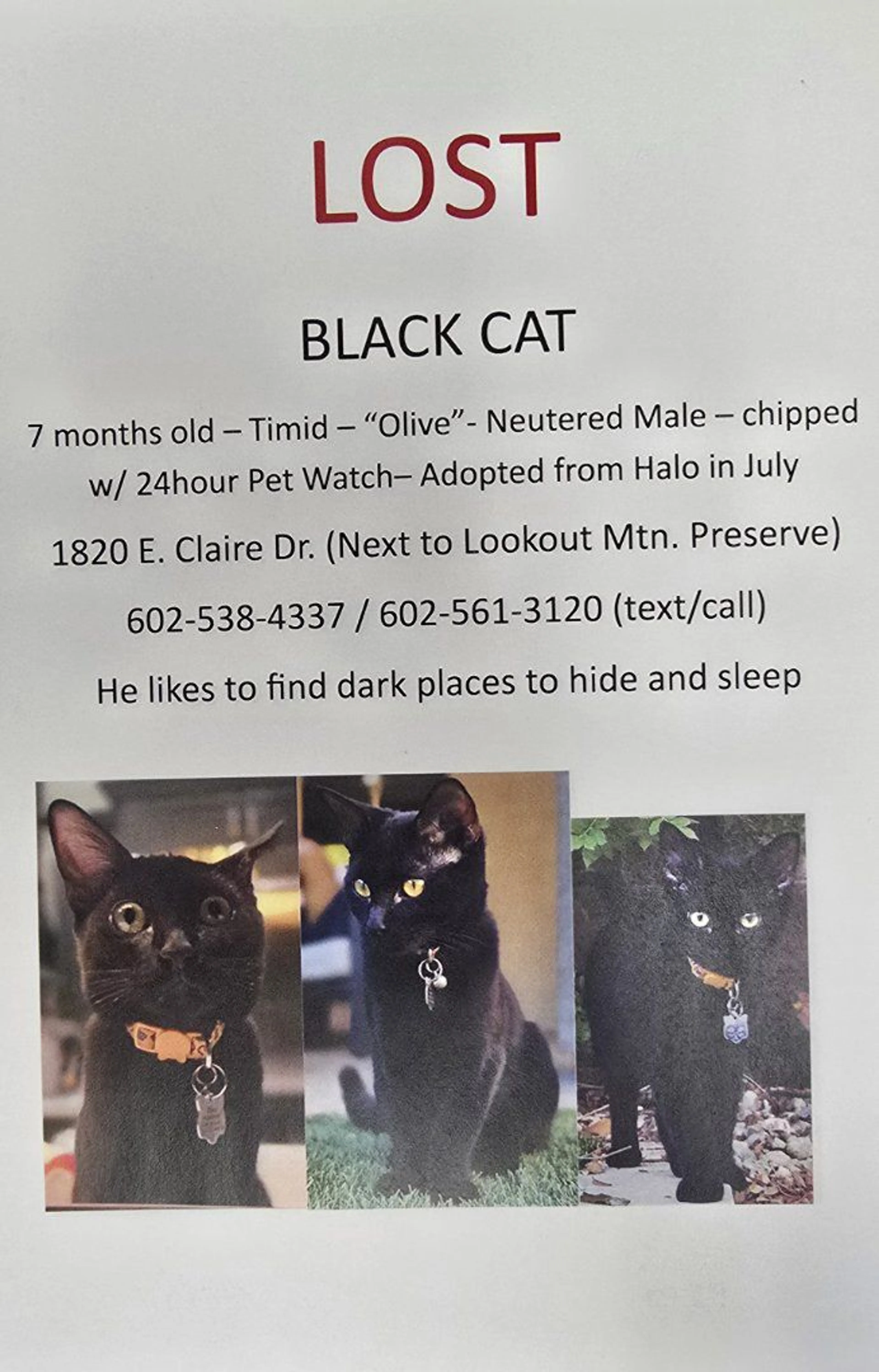 Lost pet