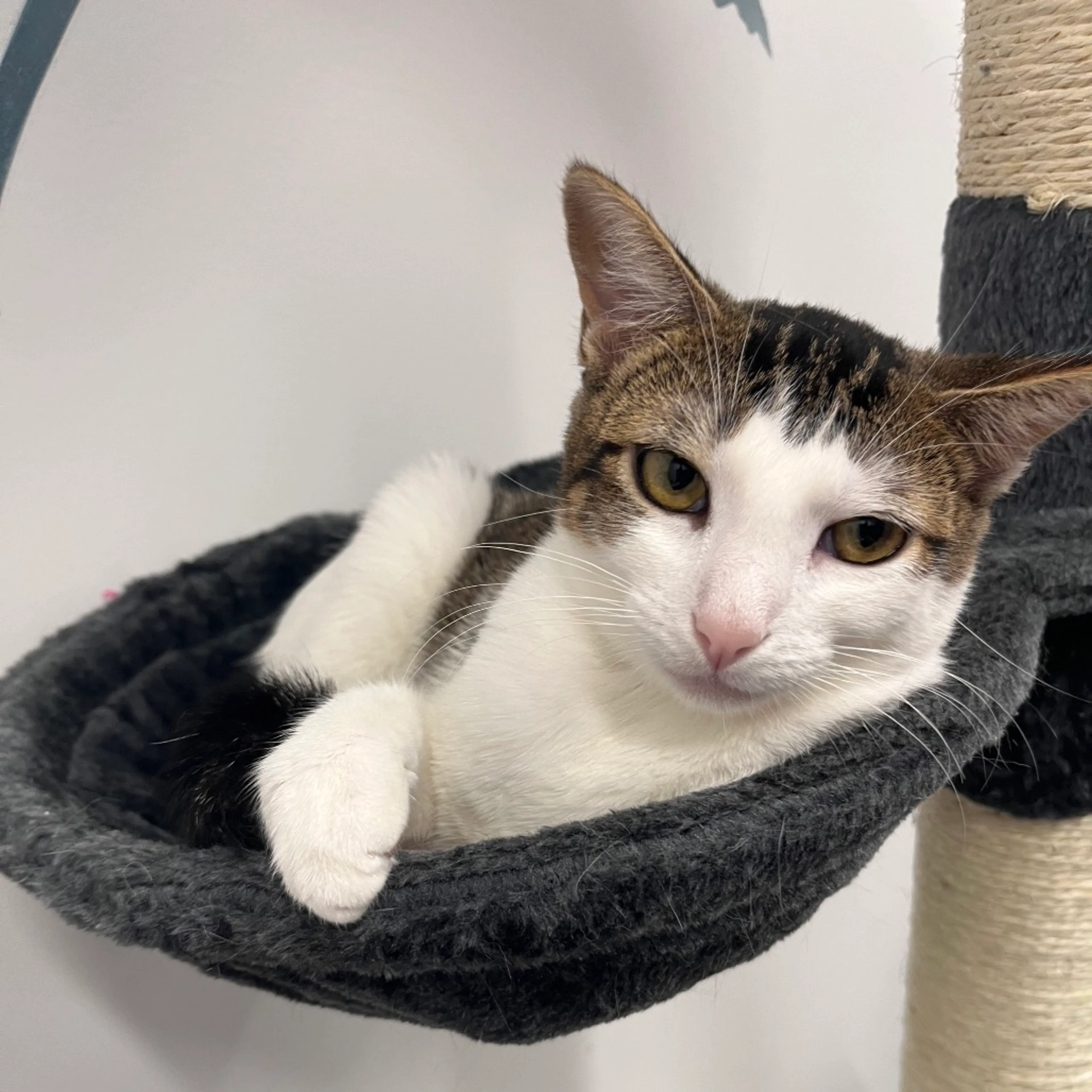 Found pet-20