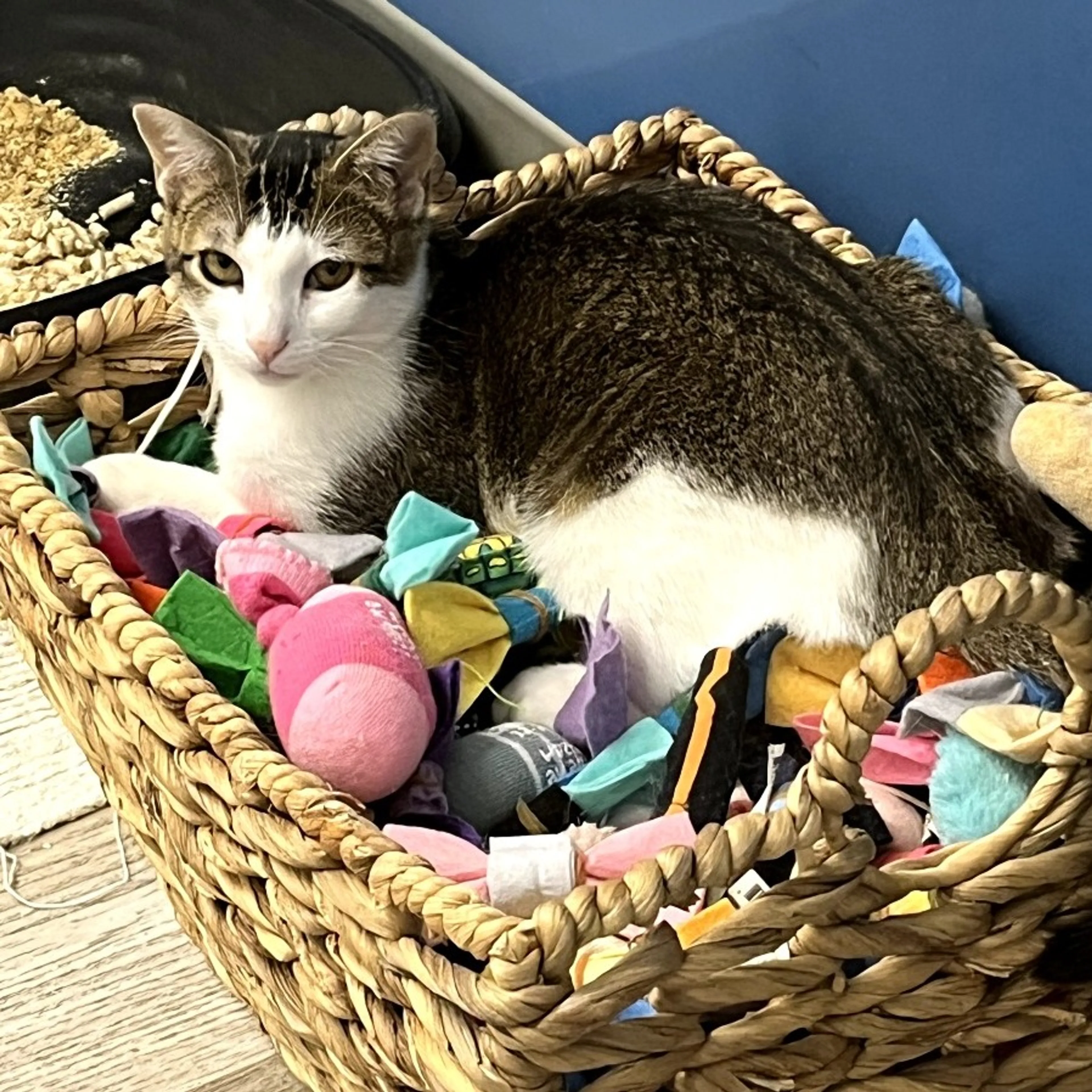 Found pet-18
